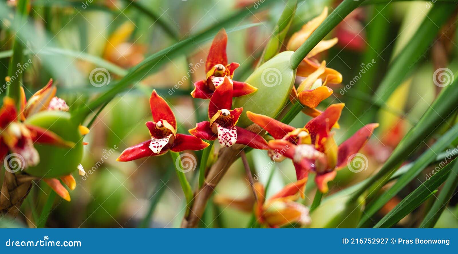 Maxillaria Tenuifolia O Orquídeas De Pastel De Coco En Jardín Botánico  Imagen de archivo - Imagen de verano, detalle: 216752927