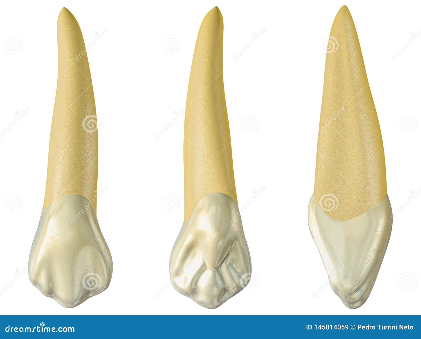 maxillary canine tooth in the buccal, palatal and lateral views. realistic 3d  of maxillary canine tooth