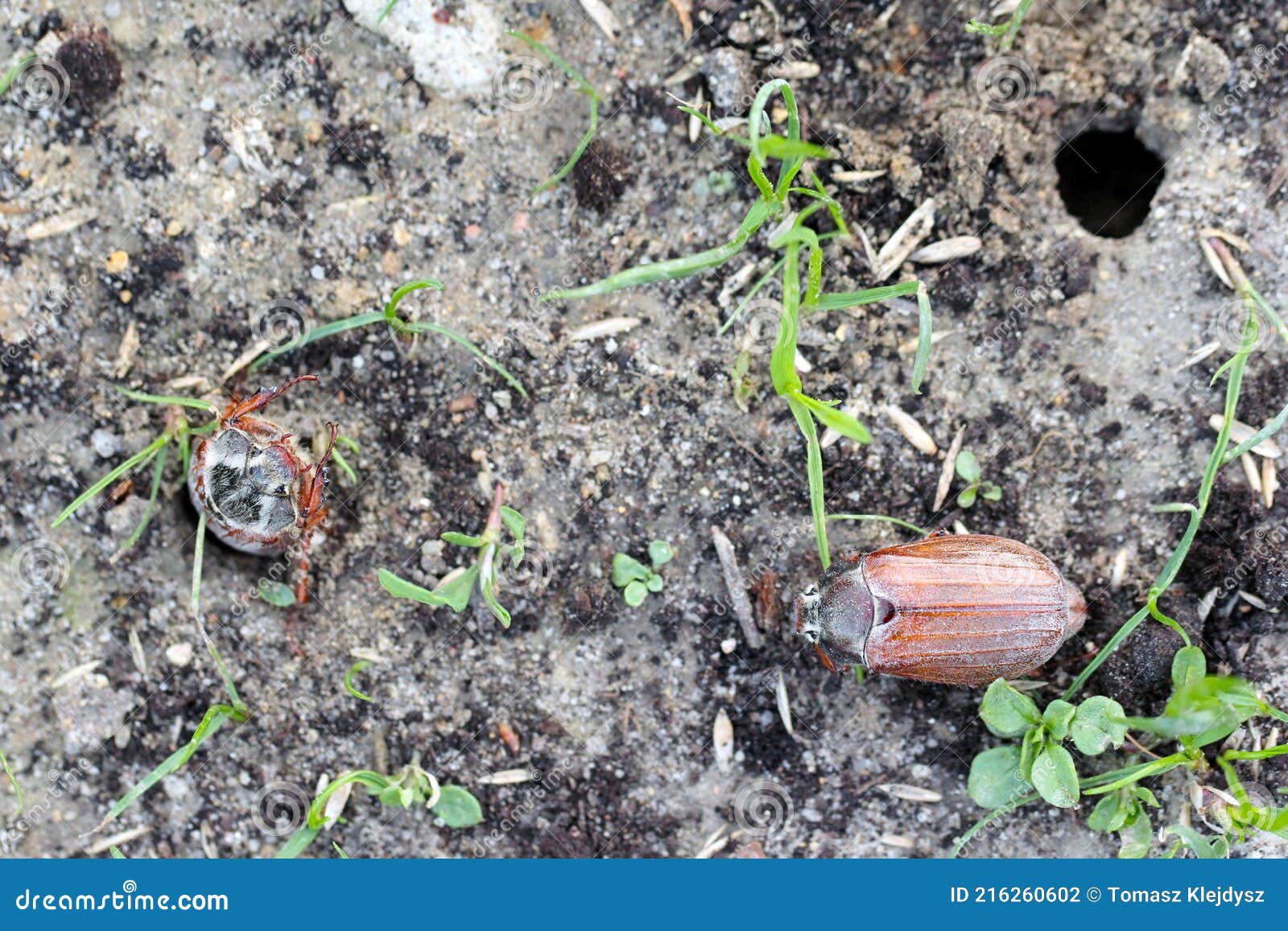 may beetle common cockchafer or may bug melolontha melolontha coming out of the ground.