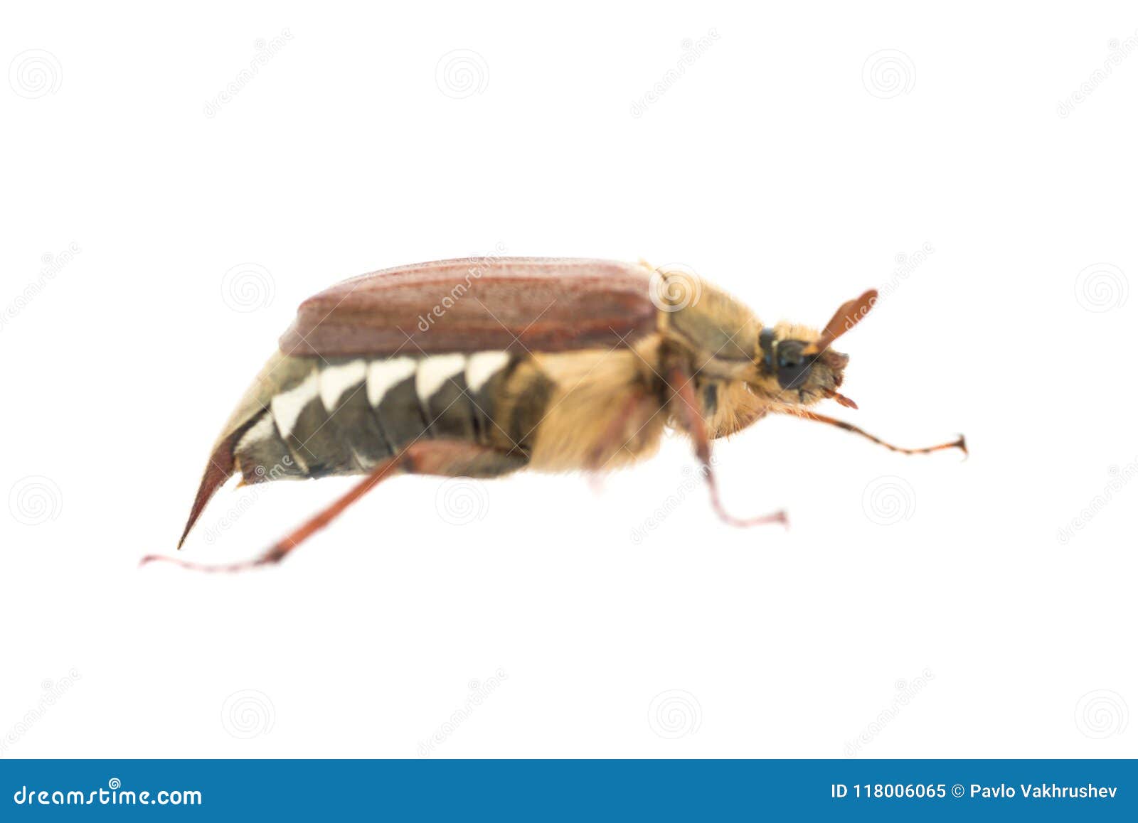 may bug or cockchafer