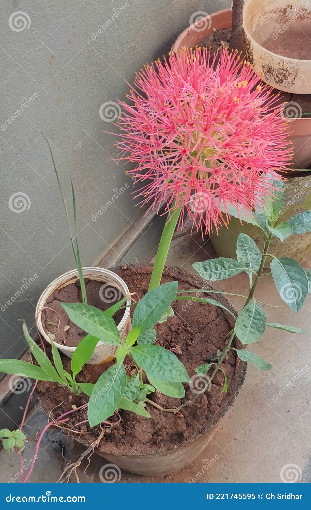 May flower stock image. Image of flower, summer, season 221745595