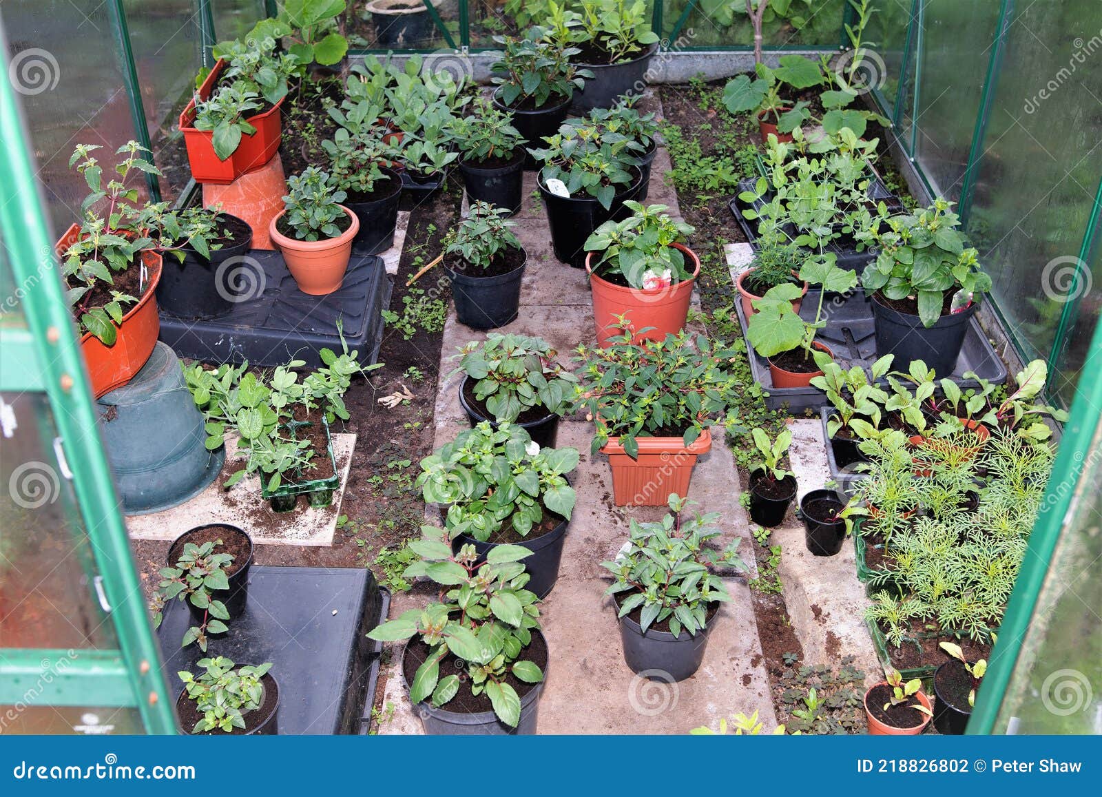 a flush of fuchsia plants and flower seedlings 2, in may, 2021. upright