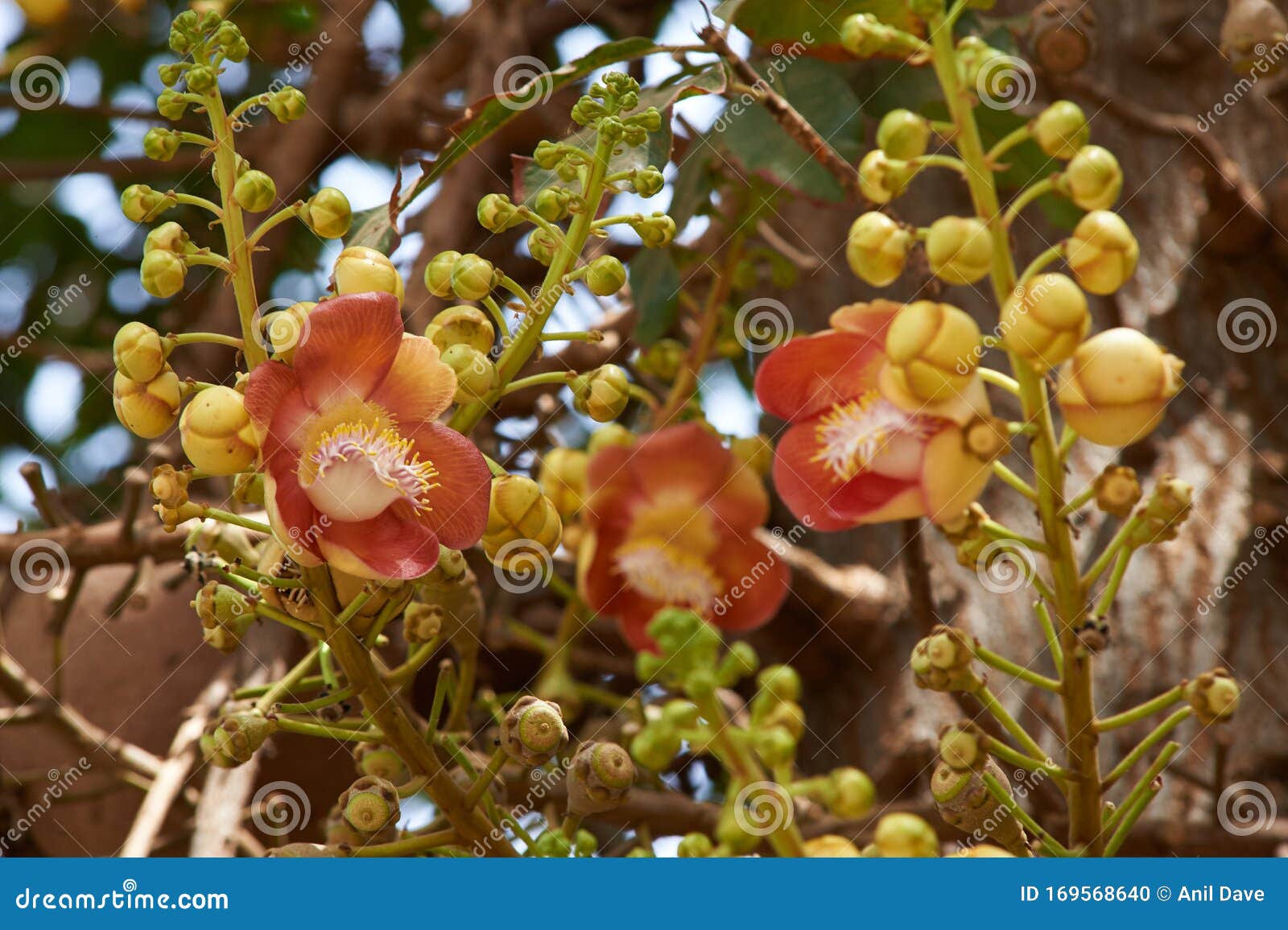 ÃÂÃÂ¡annon ball tree. stem, flowers and fruits. bottom view at byculla zoo rani bagh.mumbai