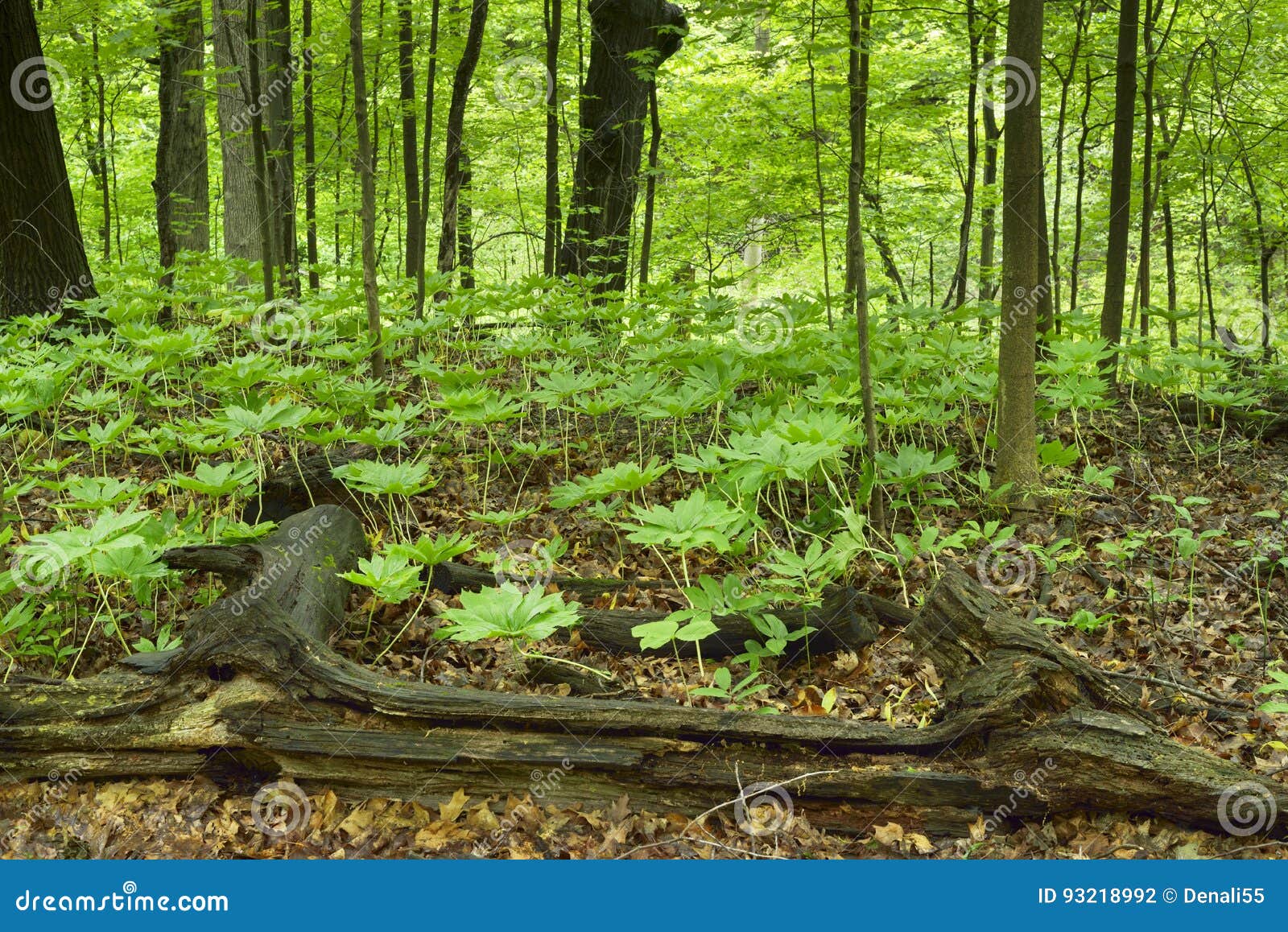 Mayapple Plants On Forest Floor Stock Photo Image Of Grow