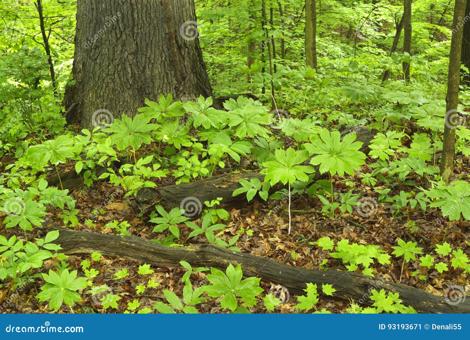 Mayapple Plants On Forest Floor Stock Image Image Of Landscape