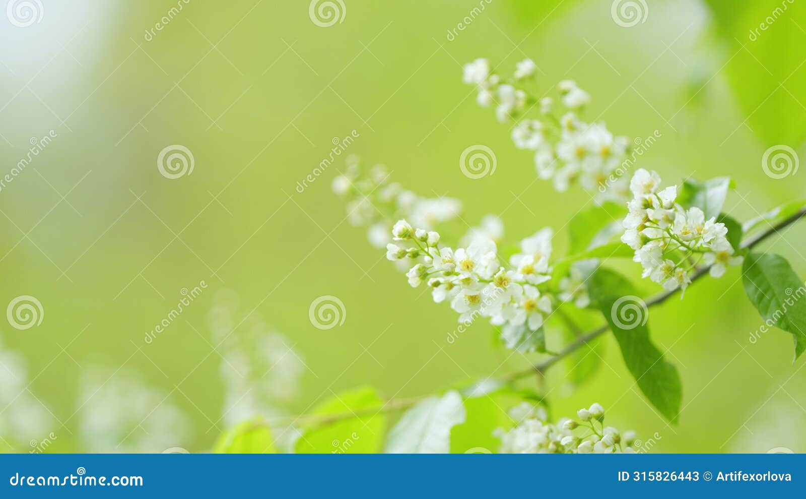 mayday tree, is a flowering plant in the rose family rosaceae. mass flowering. slow motion.