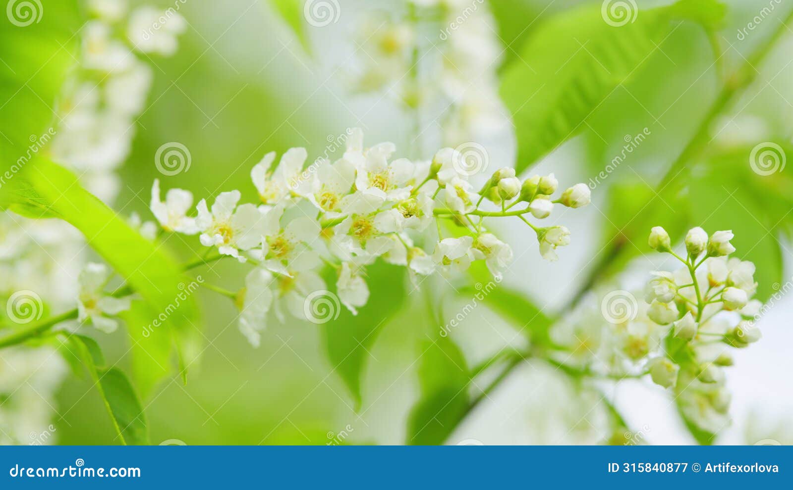 mayday tree, is a flowering plant in the rose family rosaceae. mass flowering. slow motion.