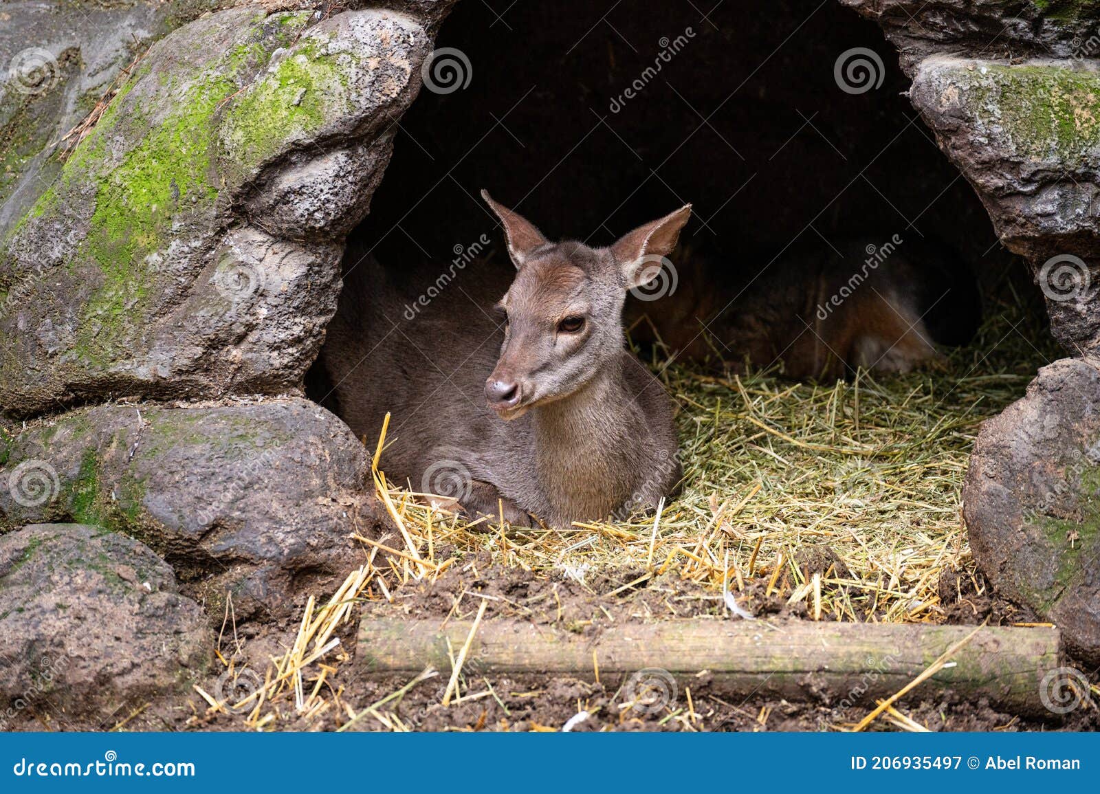 mazama, deer from the forests of south america
