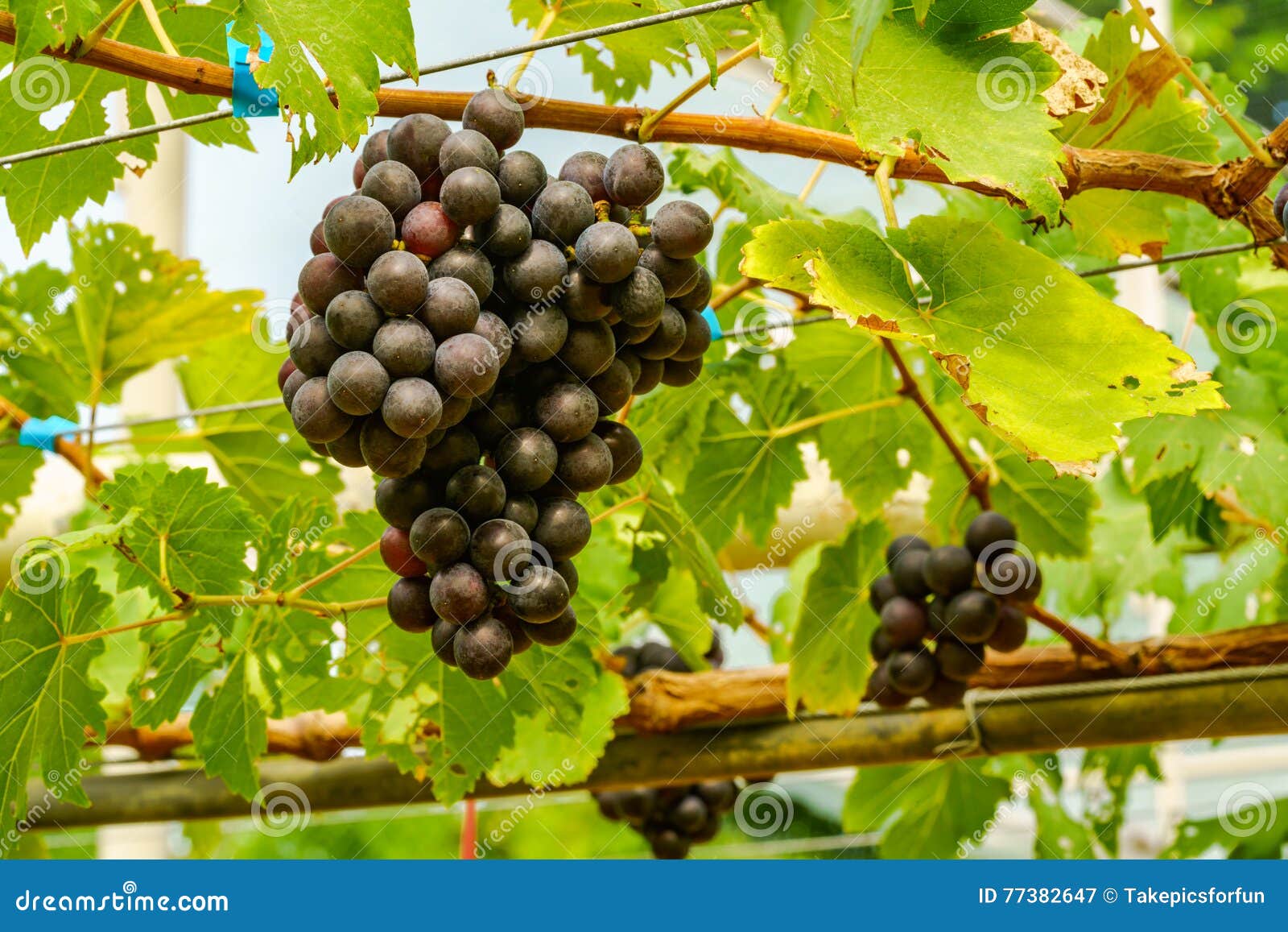 Uva Senza Semi Fa Male Mazzi Di Uva Senza Semi Di Marroo Immagine Stock - Immagine di sugoso