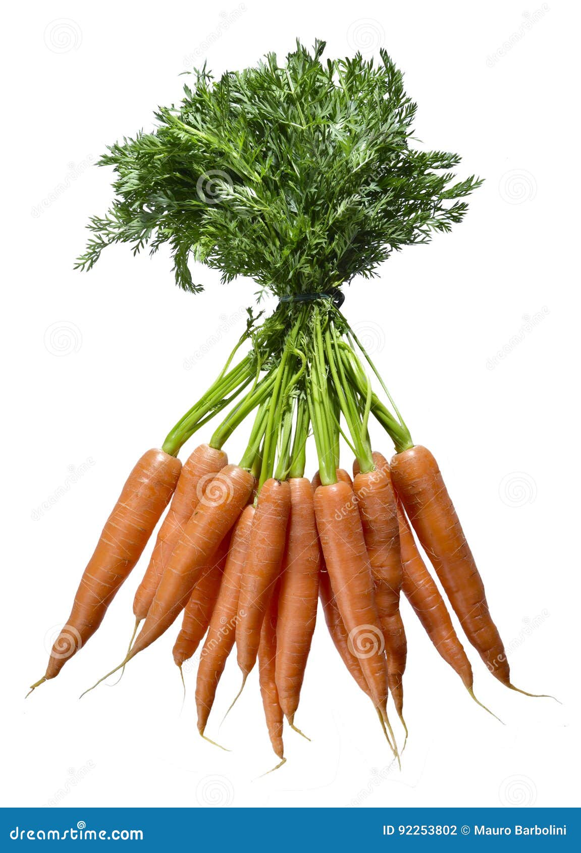 Mazzo di carote stock photo. Image of beta, biological - 92253802