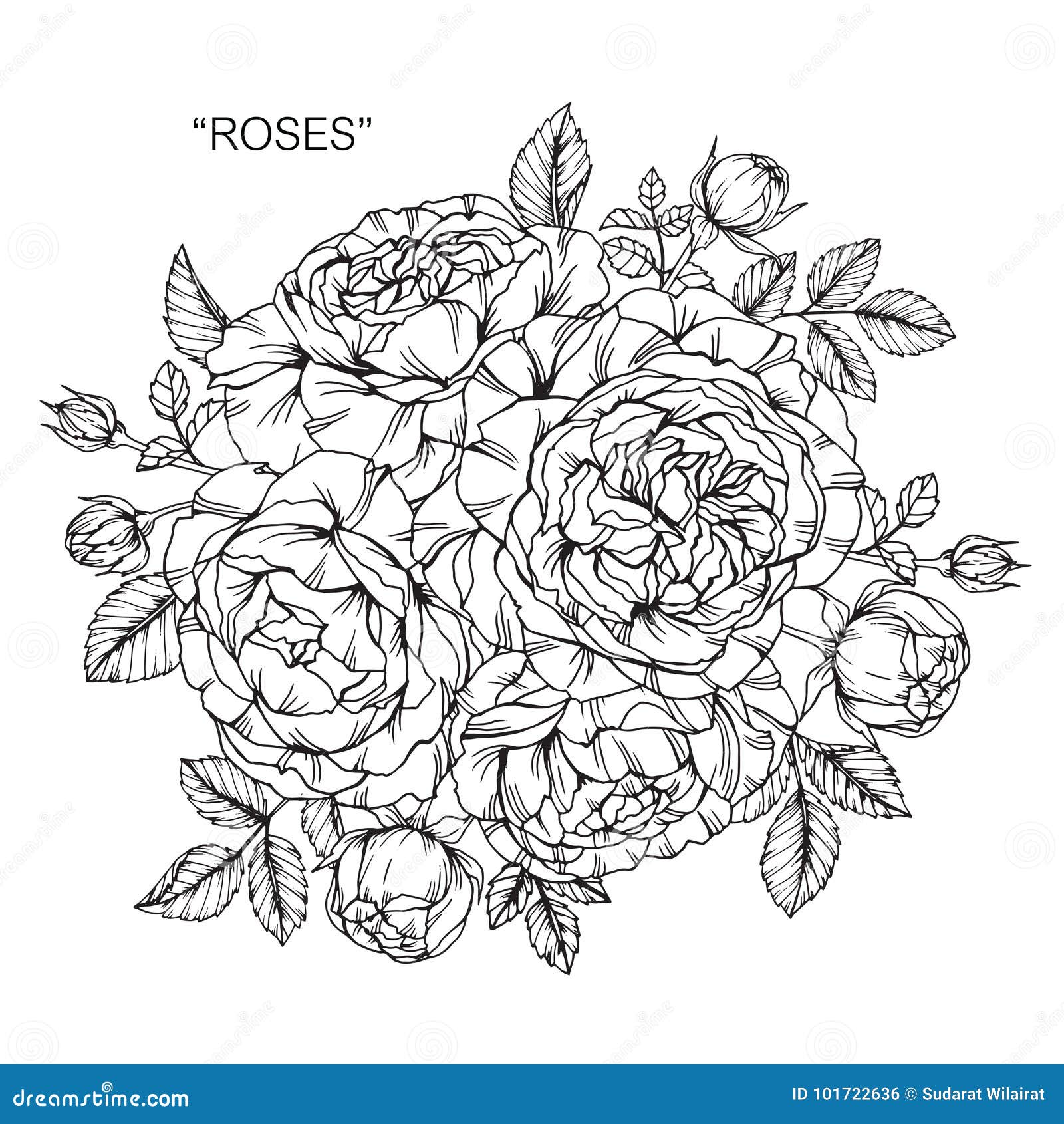 Mazzo Di Disegno E Dello Schizzo Rosa Dei Fiori Illustrazione Vettoriale Illustrazione Di Floreale Illustrazione 101722636