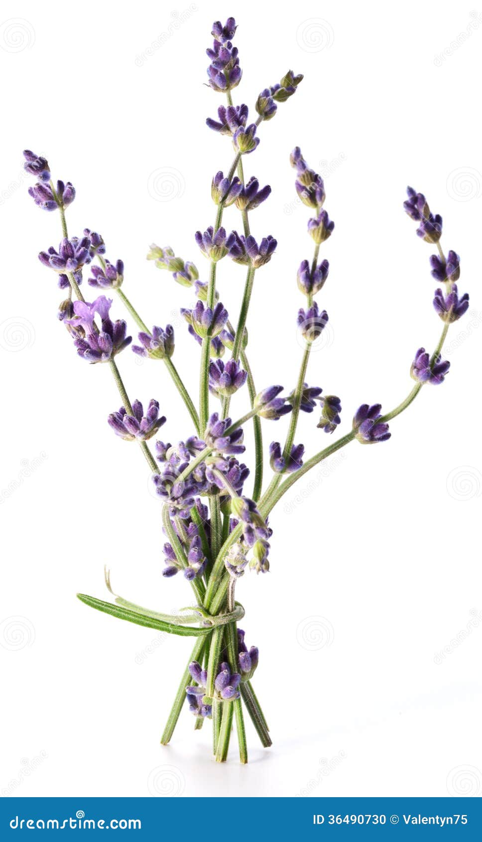 Mazzo di lavanda Fioritura colore