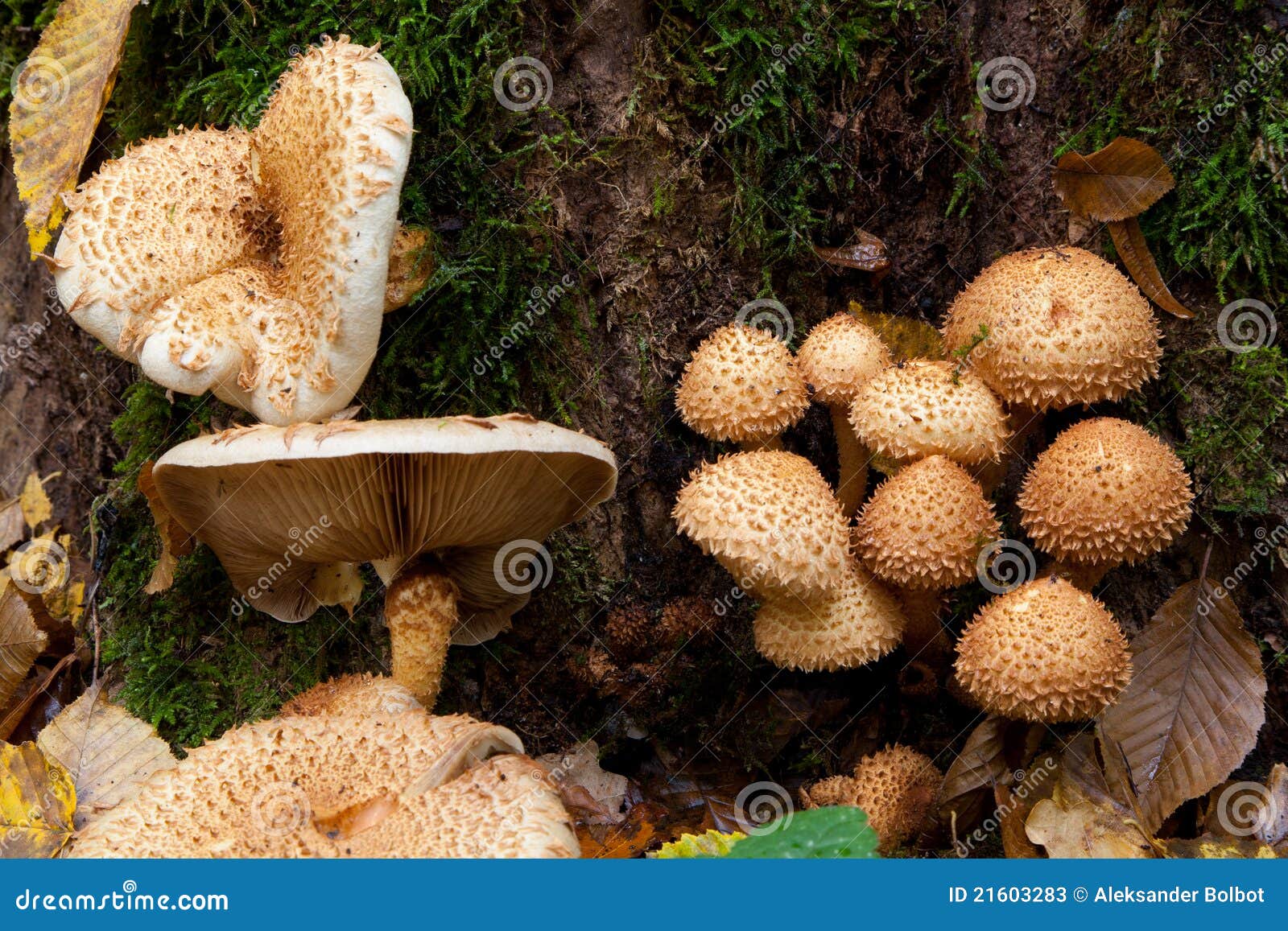 Mazzo di primo piano d'autunno dei funghi del pholiota. Mazzo di funghi del pholiota contro priorità bassa muscosa