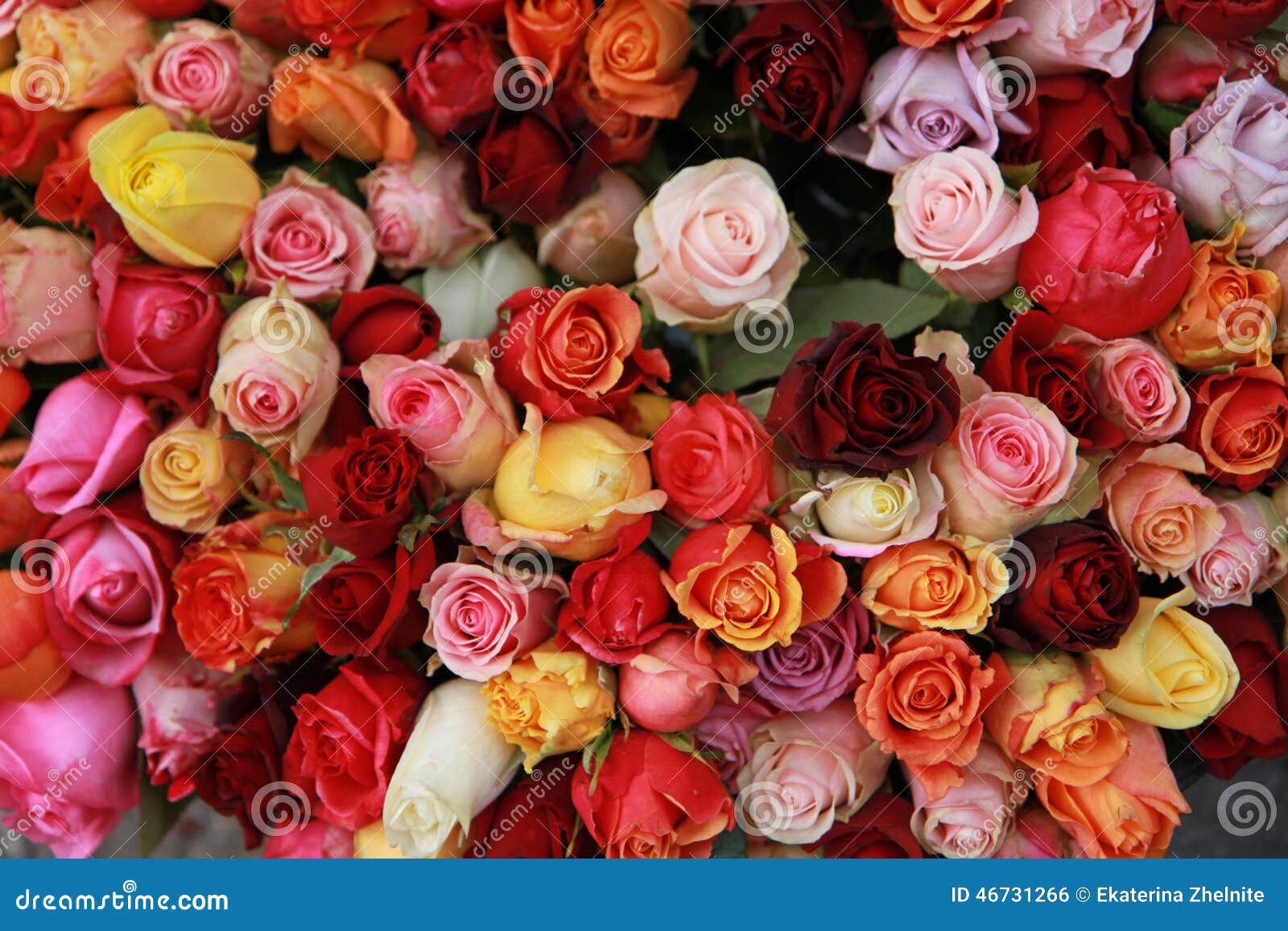 1 027 Mazzo Enorme Di Rose Foto Foto Stock Gratis E Royalty Free Da Dreamstime