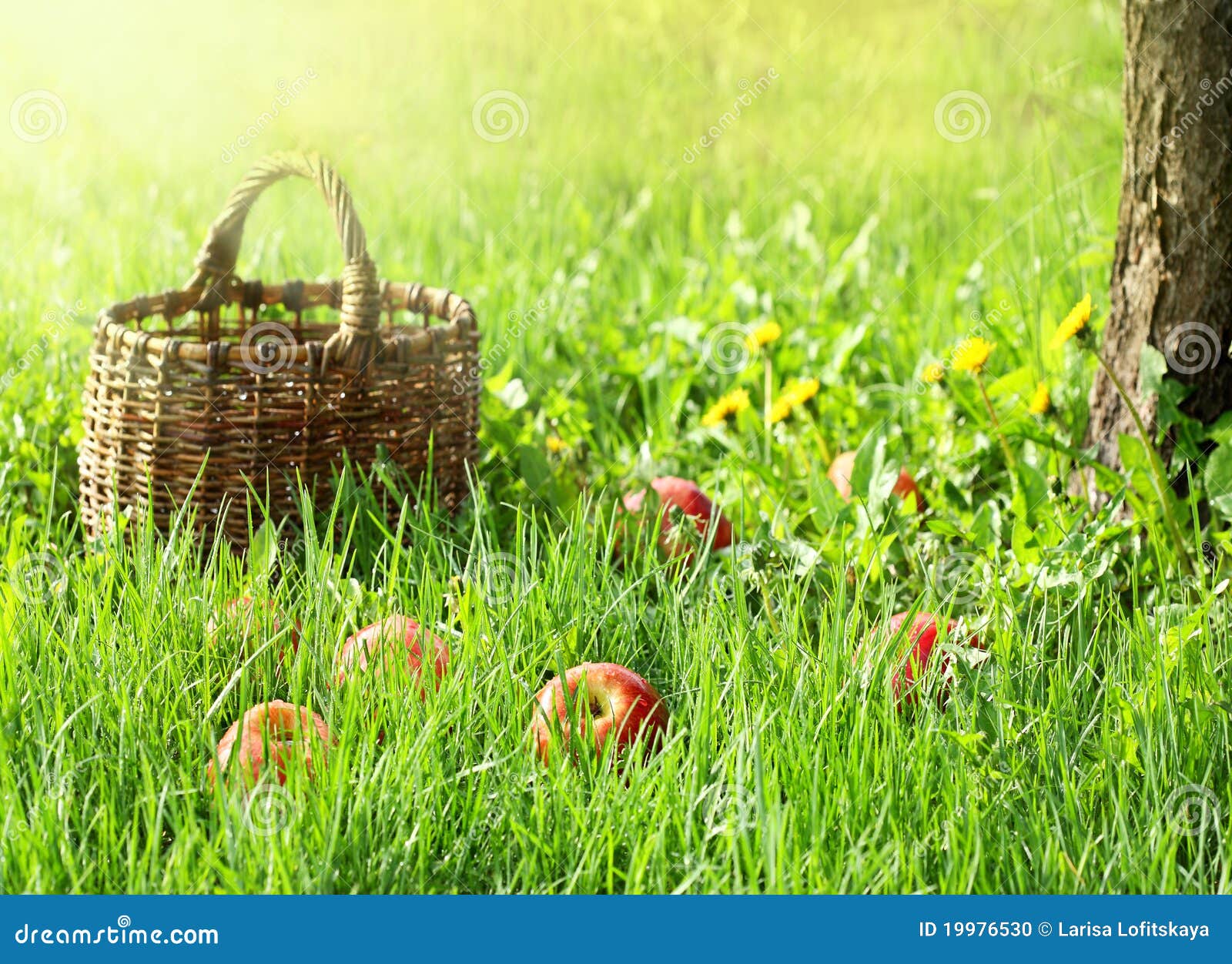 Maçãs e cesta do jardim na grama verde. Maçãs e cesta vermelhas do jardim na grama verde