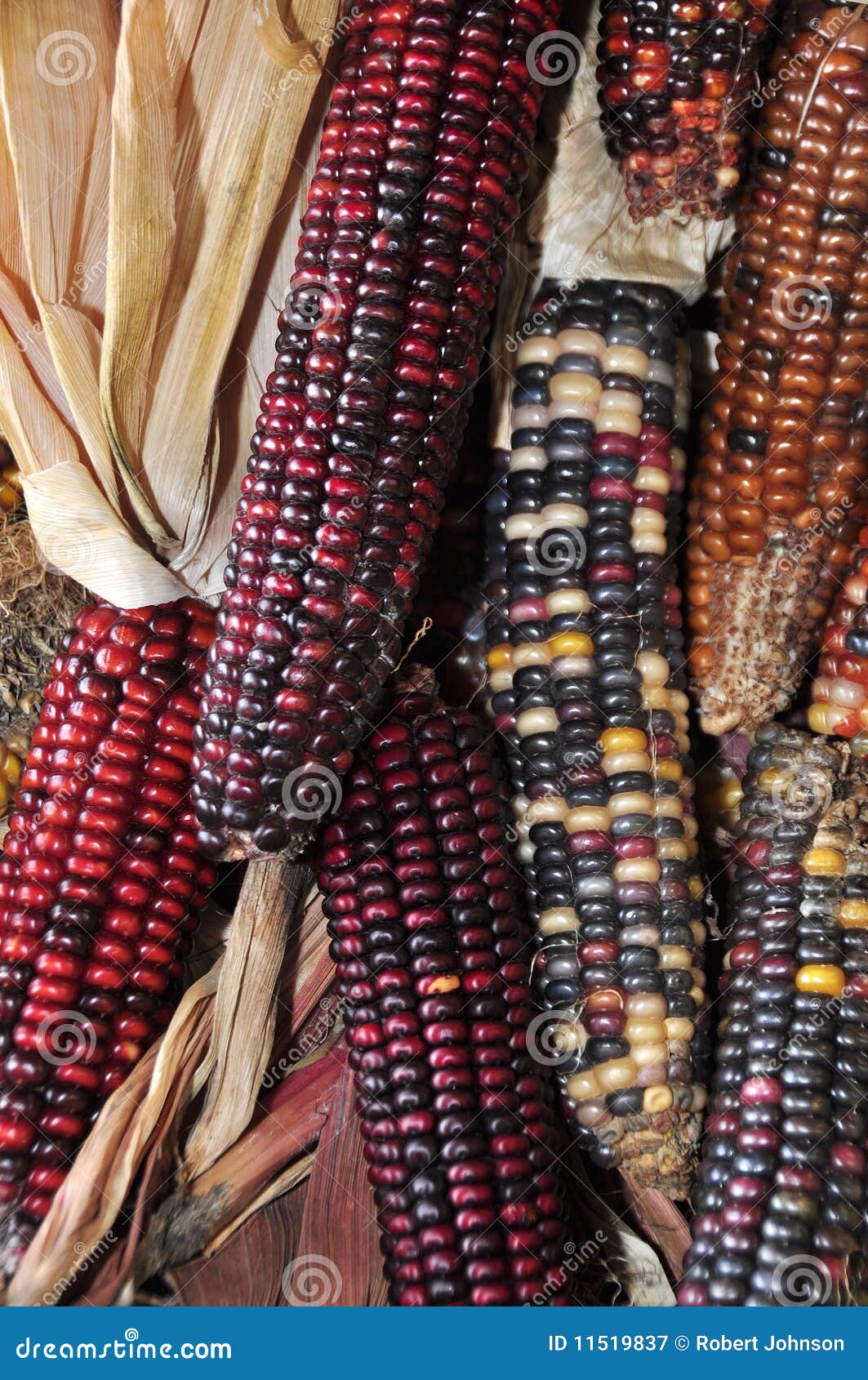 Maíz indio imagen de archivo. Imagen de planta, travieso 11519837