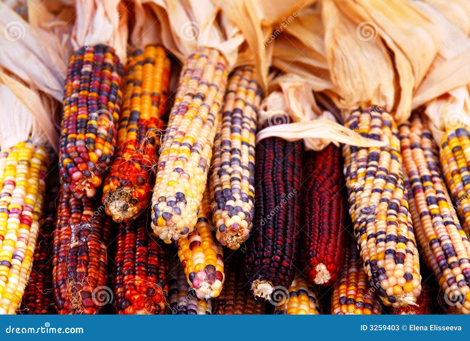 Maíz indio imagen de archivo. Imagen de granjeros, cubo 3259403