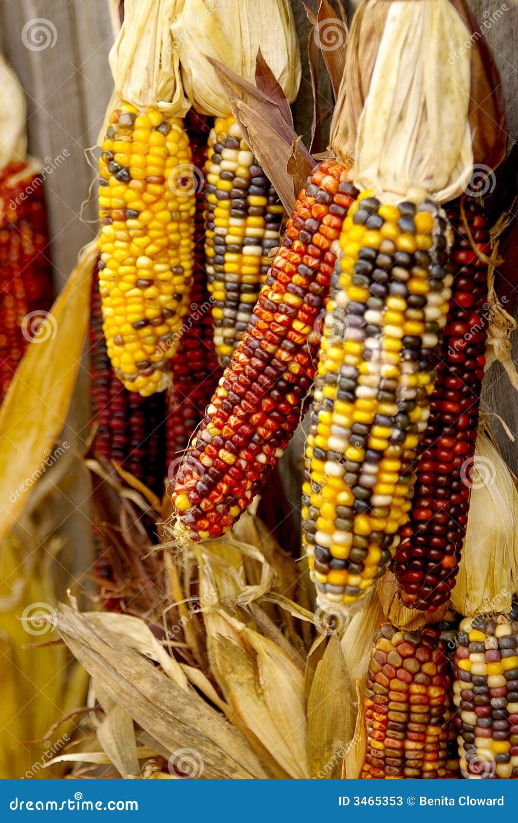 Maíz indio imagen de archivo. Imagen de cereal, rojo, diferencia 3465353