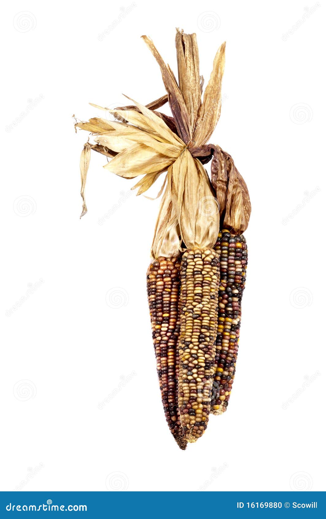 Maíz indio, o maíz foto de archivo. Imagen de grano, crudo 16169880