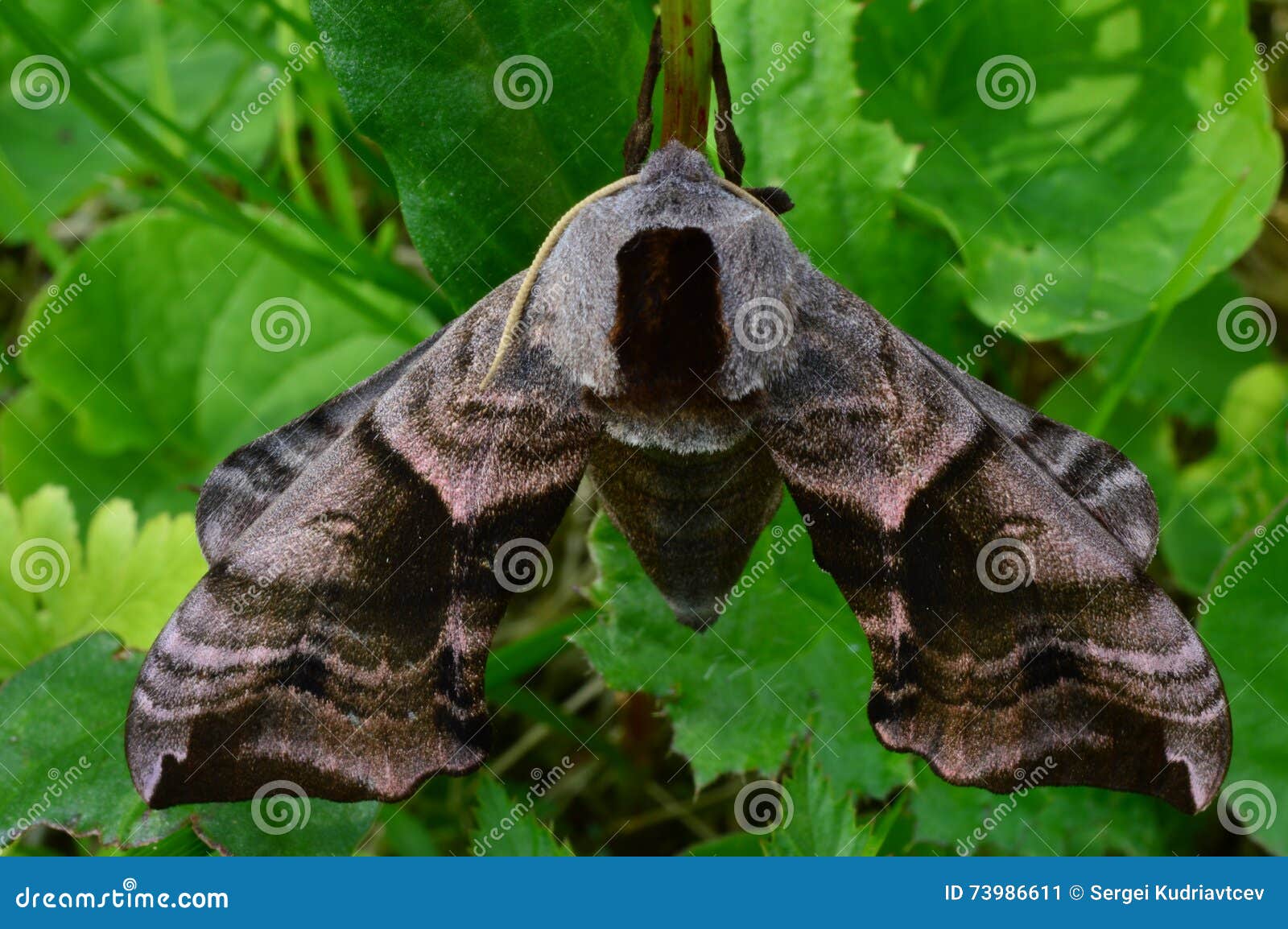 Mañana del ocellatus del smerinthus de la mariposa en la sombra de la vegetación verde. Ocellatus del smerinthus del verano del insecto de la mariposa en el salvaje