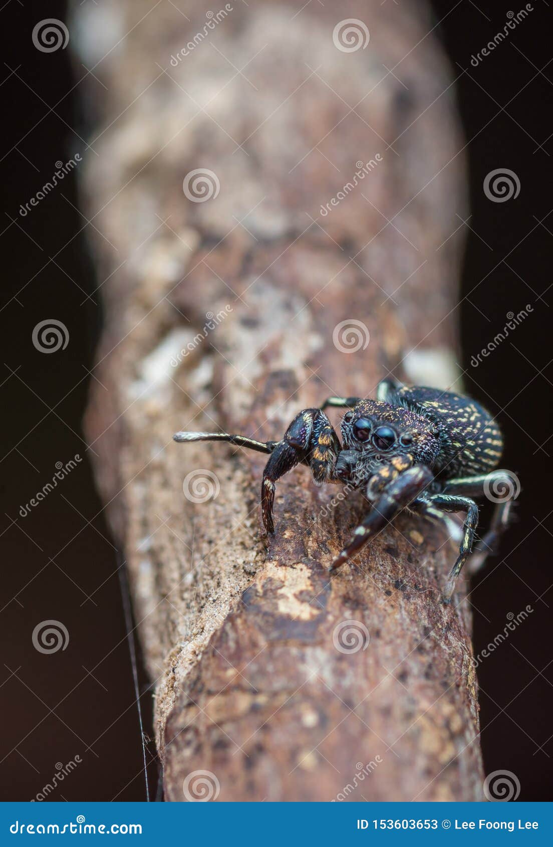 Mały czarny skokowy pająk z dużym okiem przy drzewnym bagażnikiem