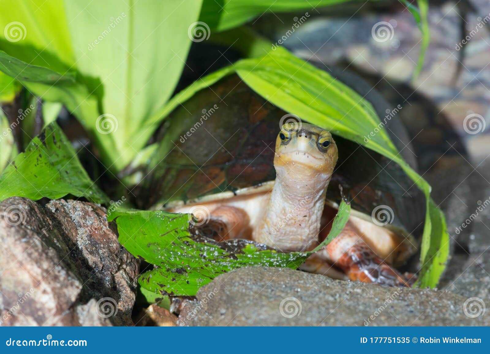 mccord`s box turtle among vegetation 2