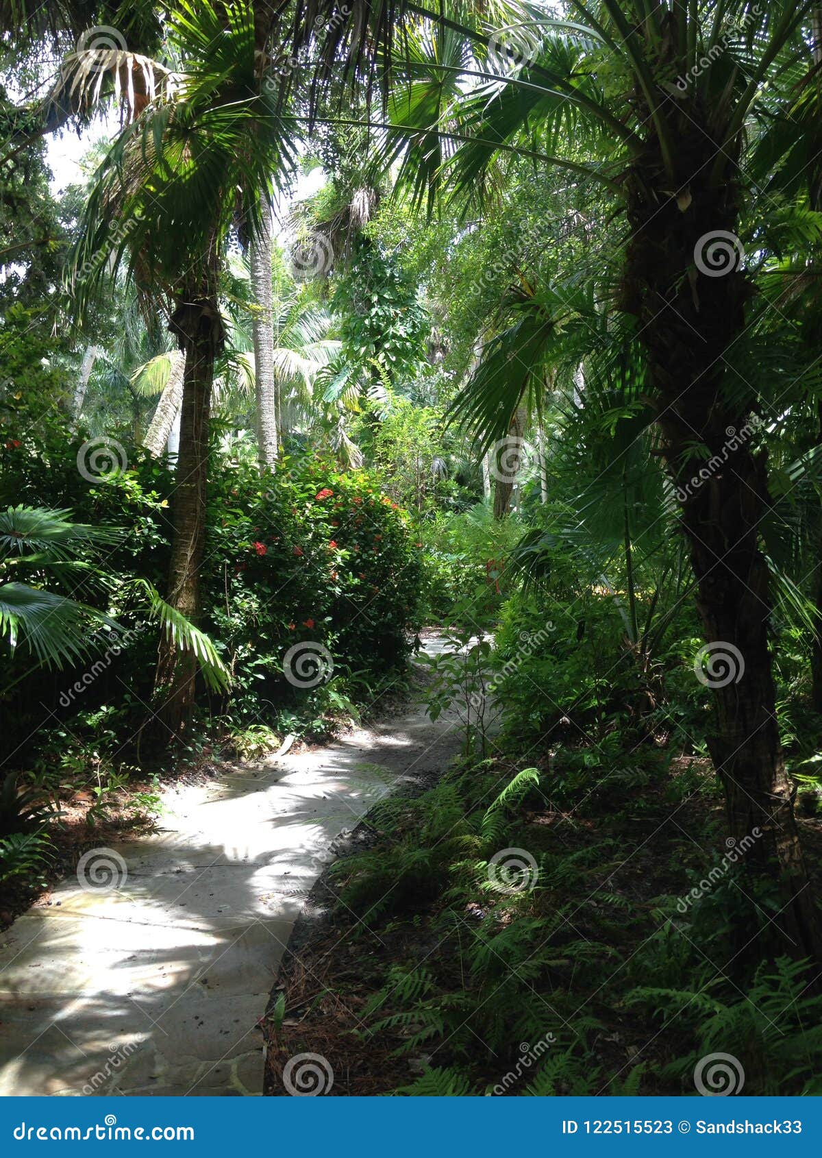 Subtropical Jungle Path Editorial Stock Photo Image Of Stone