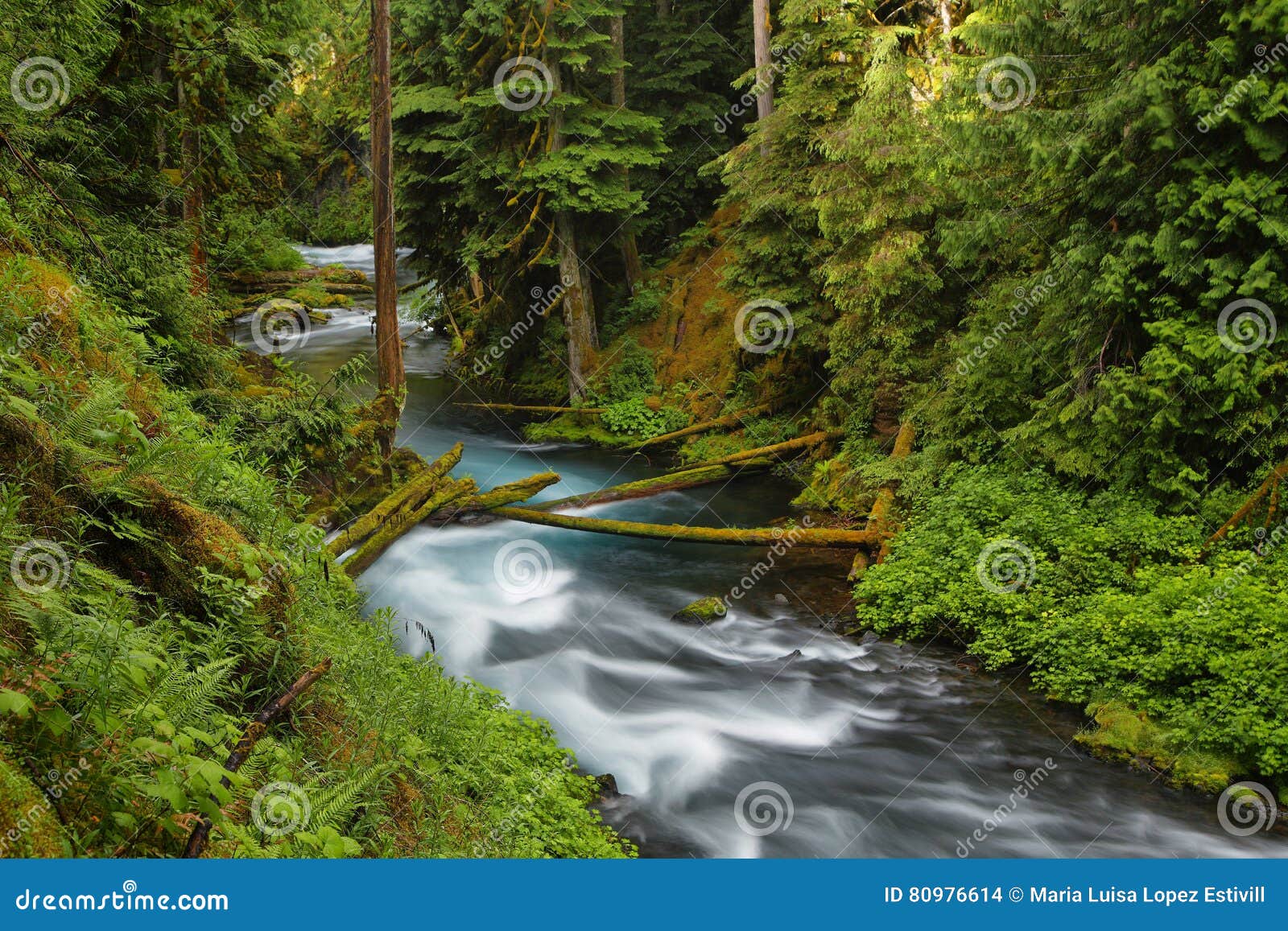 McKenzie River Oregon. stock photo. Image of koosah, falls 80976614