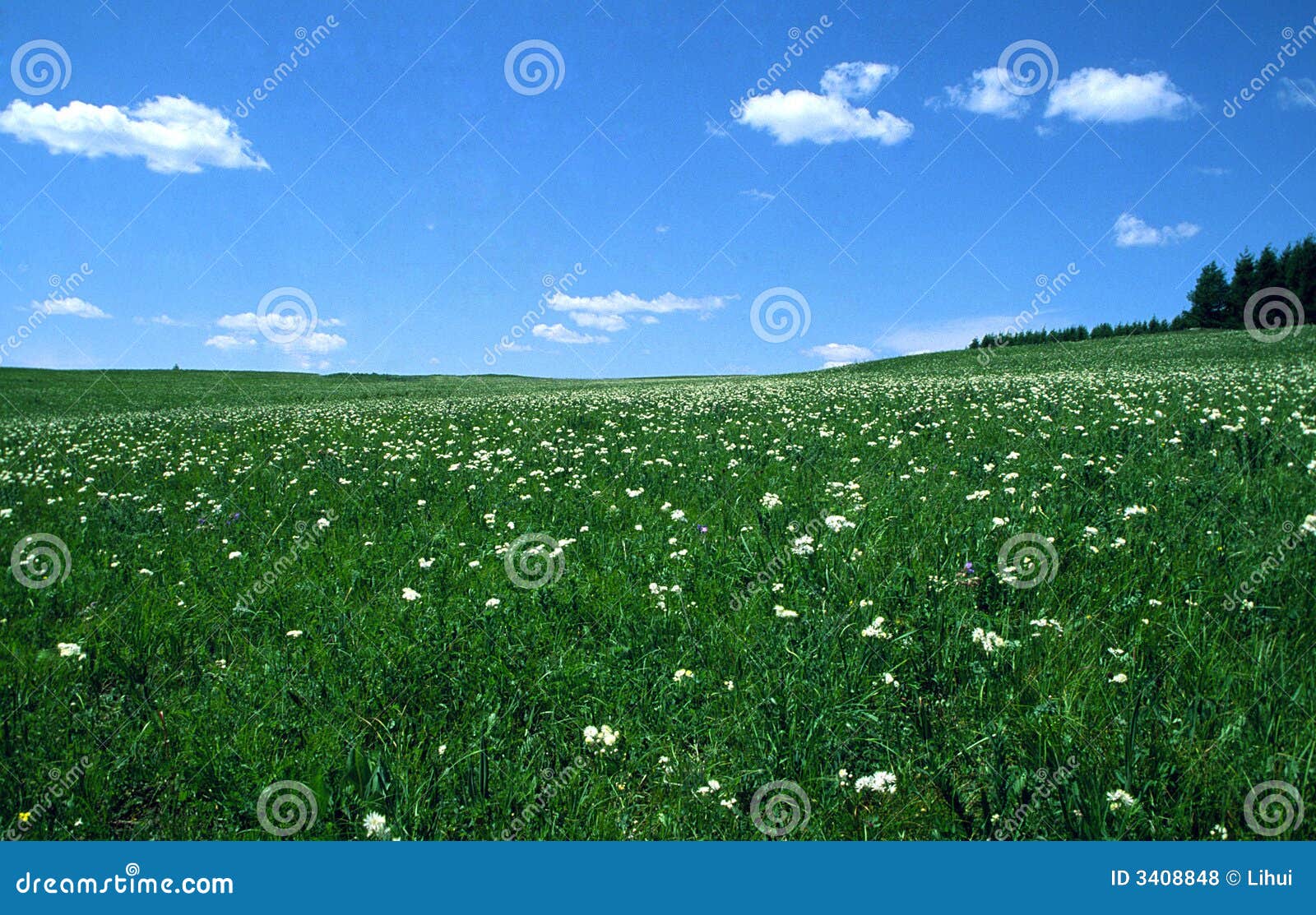 Meadow stock photo. Image of china, grass, blue, white 3408848