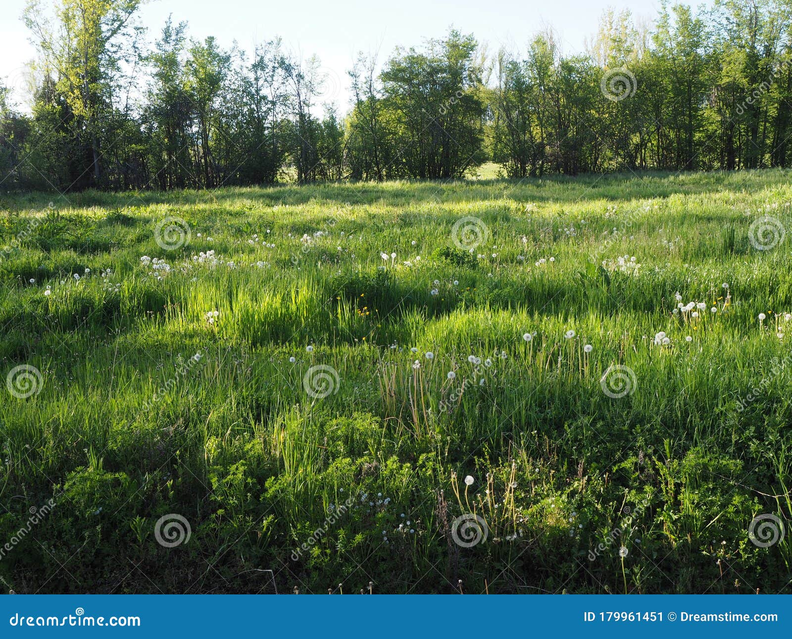 spanish meadow 