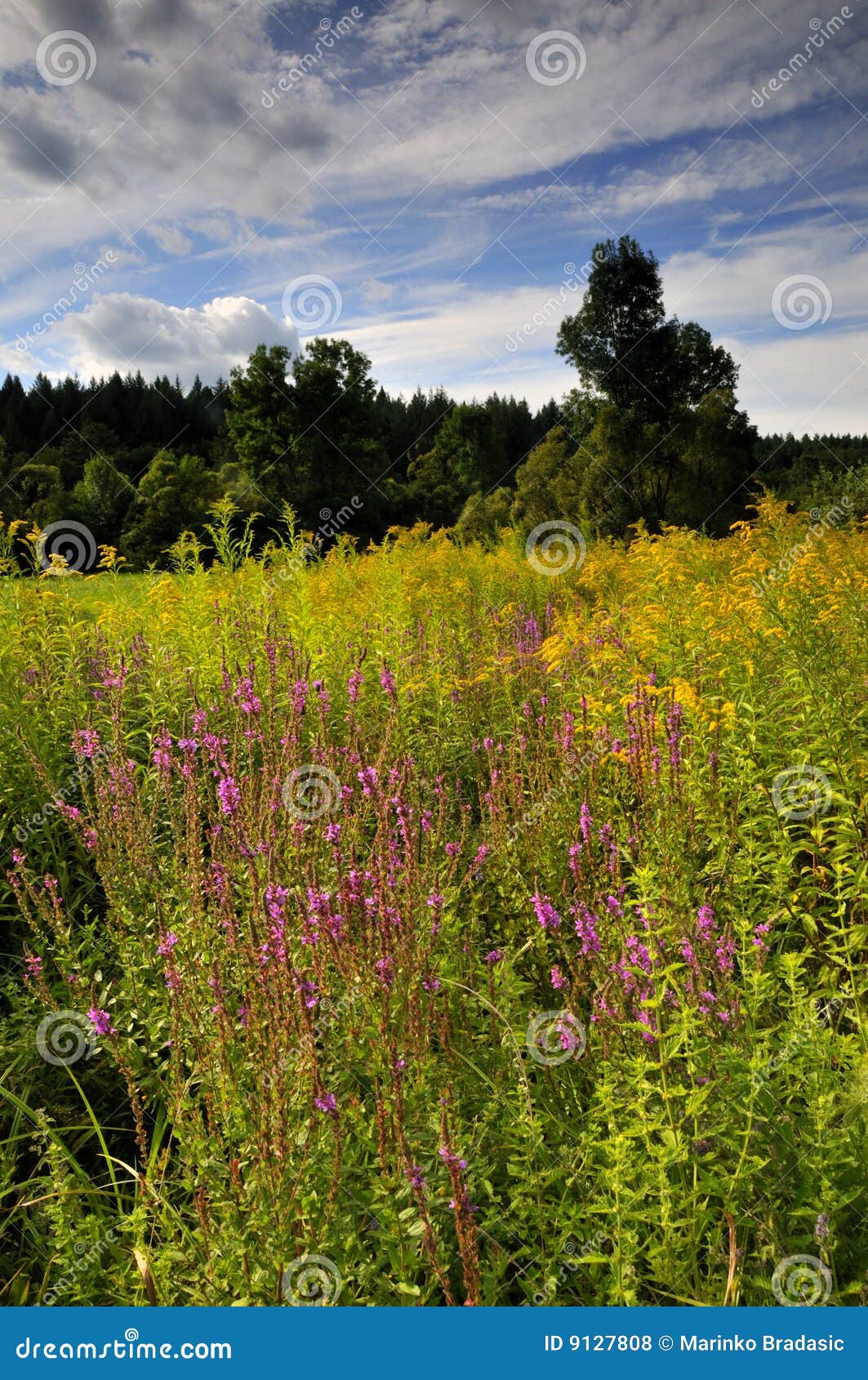 Meadow in bloom stock photo. Image of flowers, forest 9127808