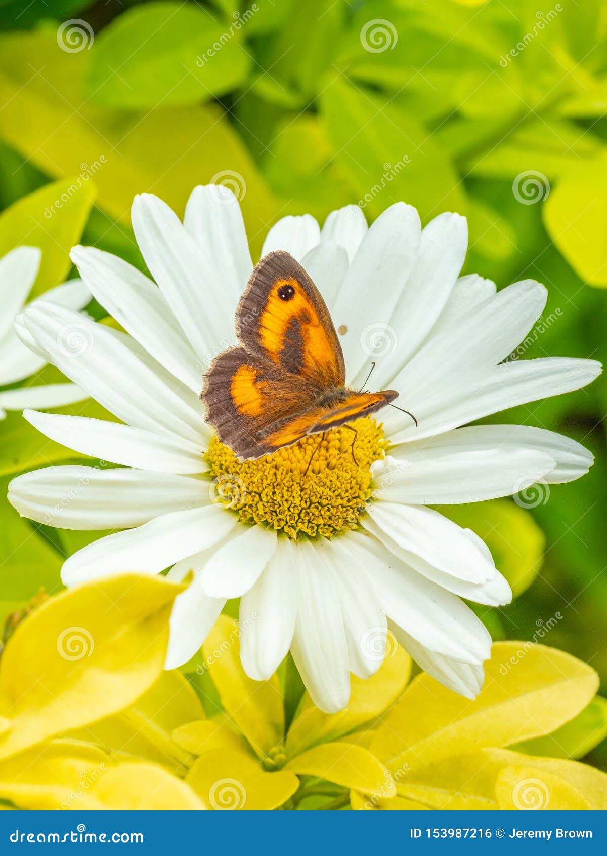 meadow brown butterfly, maniola jurtina. english country garden