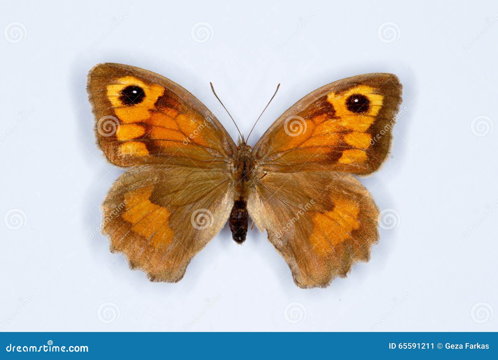 meadow brown maniola jurtina butterfly on white