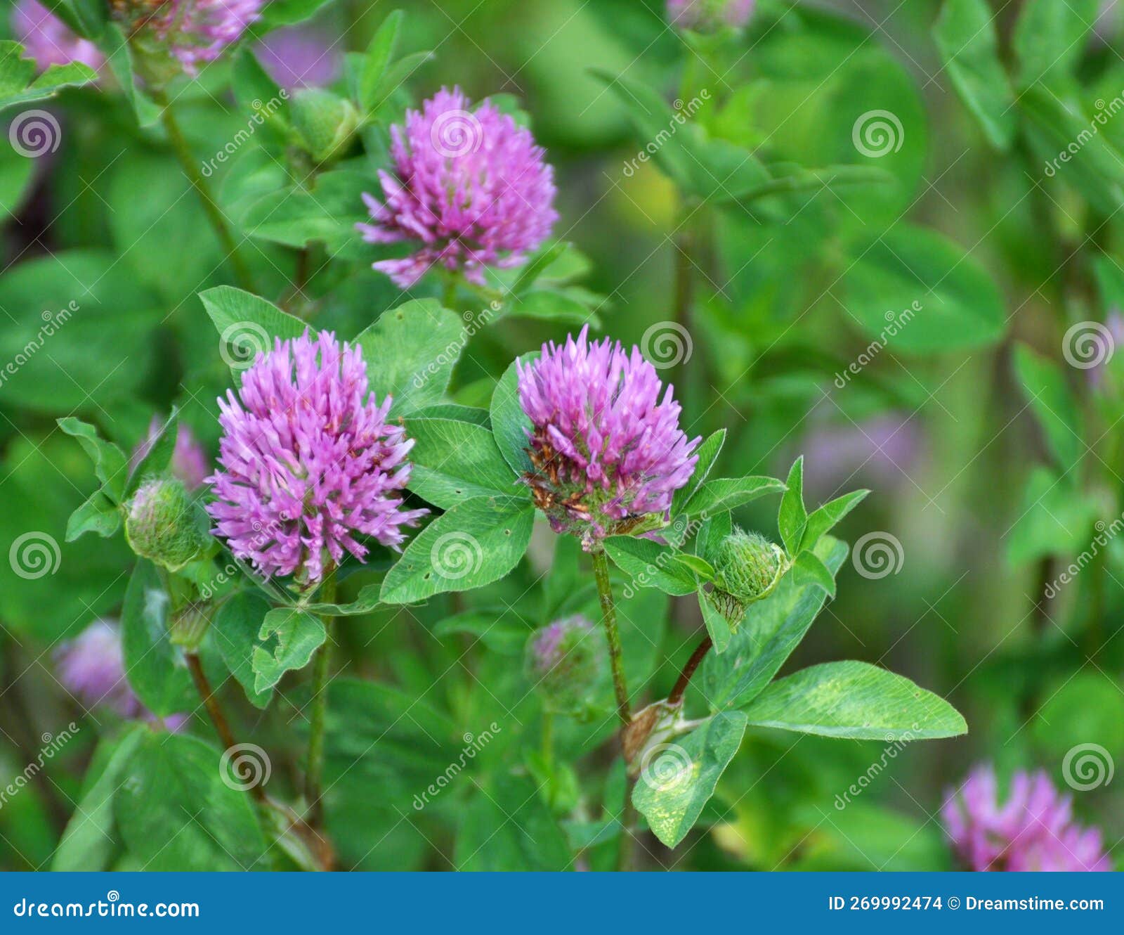 Meadow Clover (Trifolium Pratense) Grows in the Meadow among the