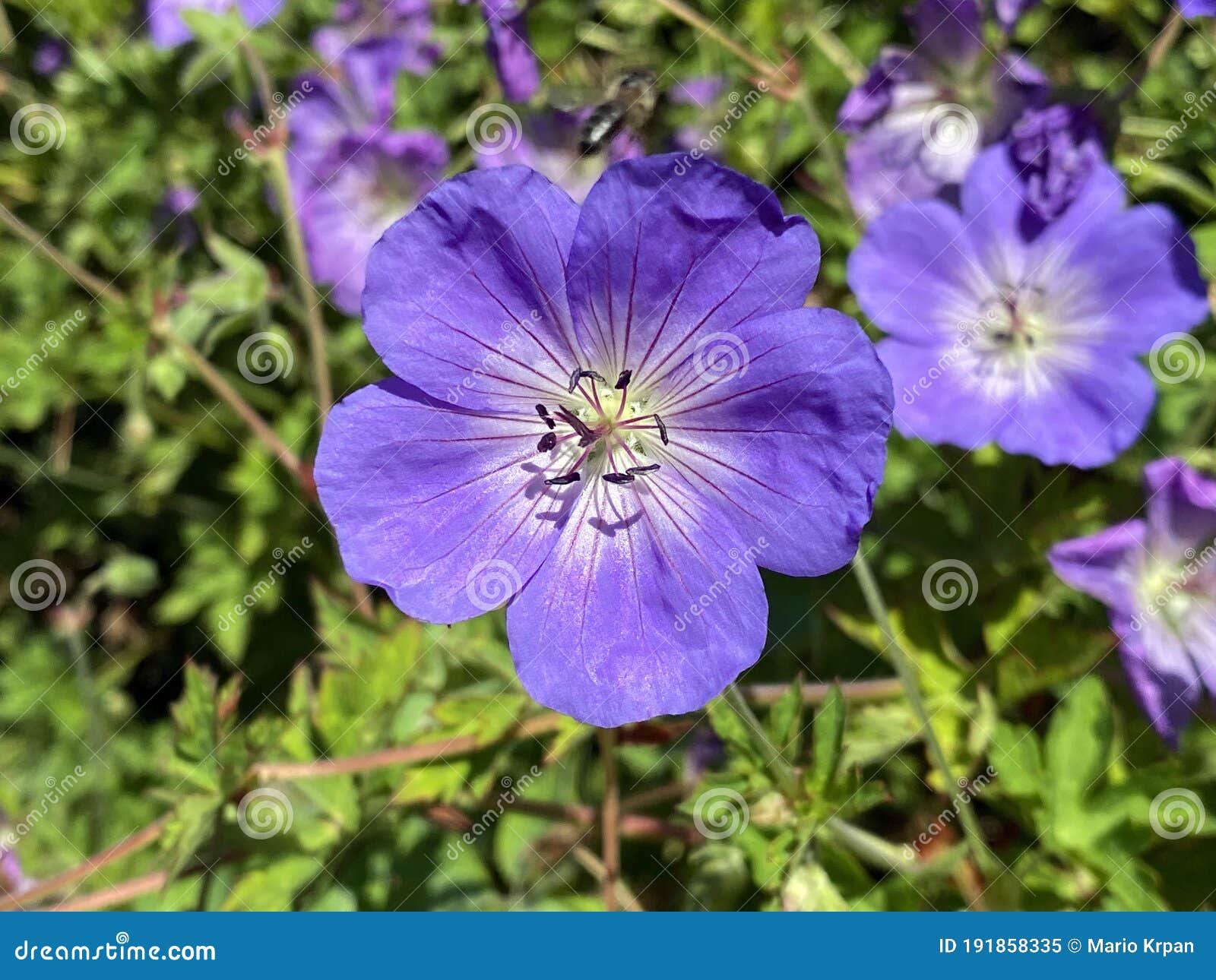 the meadow crane`s-bill geranium pratense, meadow geranium, der wiesen-storchschnabel,  blaues schnabelkraut or dolinska iglica