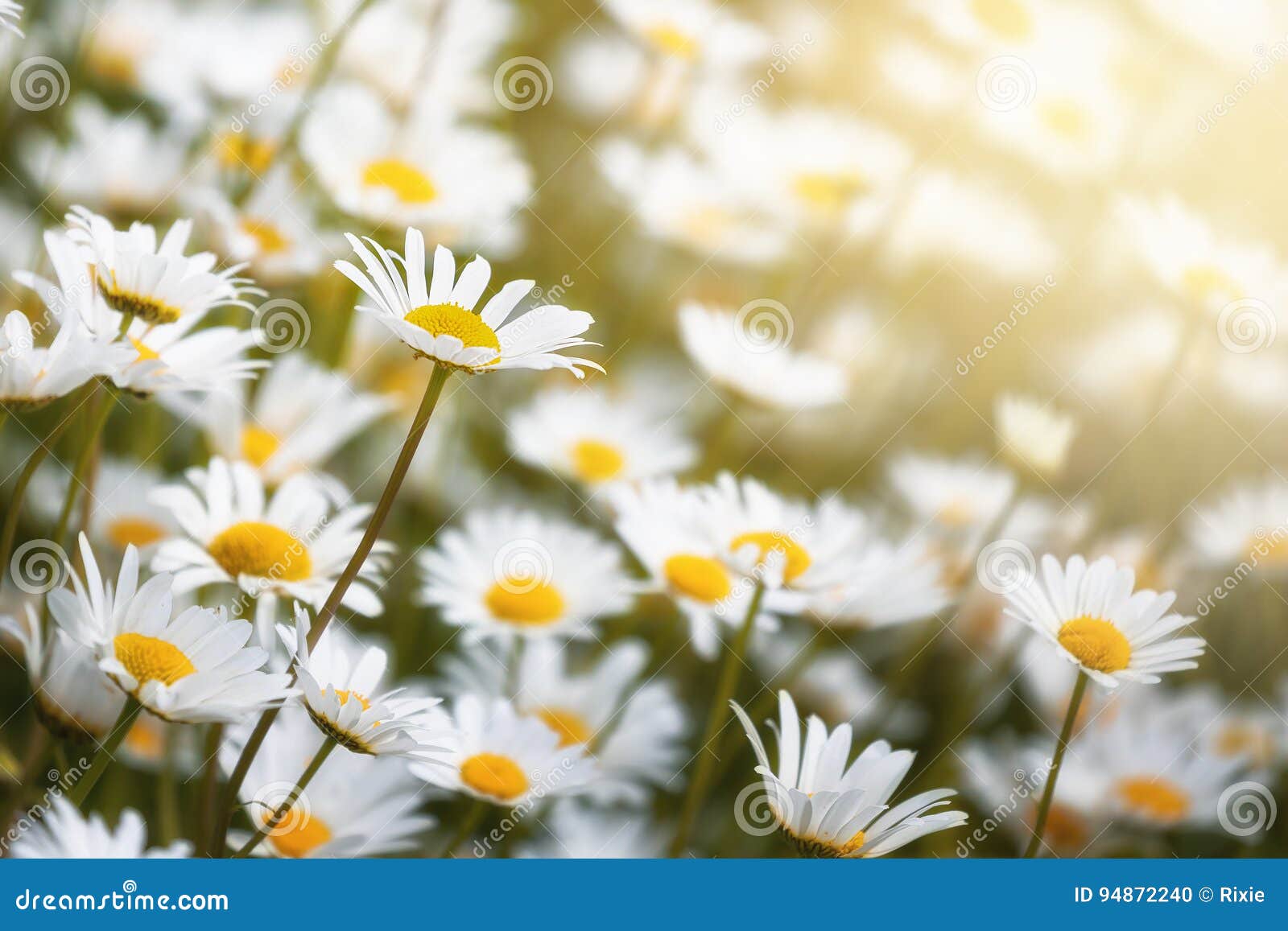 3,455 Colored Daisies Stock Photos - Free & Royalty-Free Stock Photos from  Dreamstime