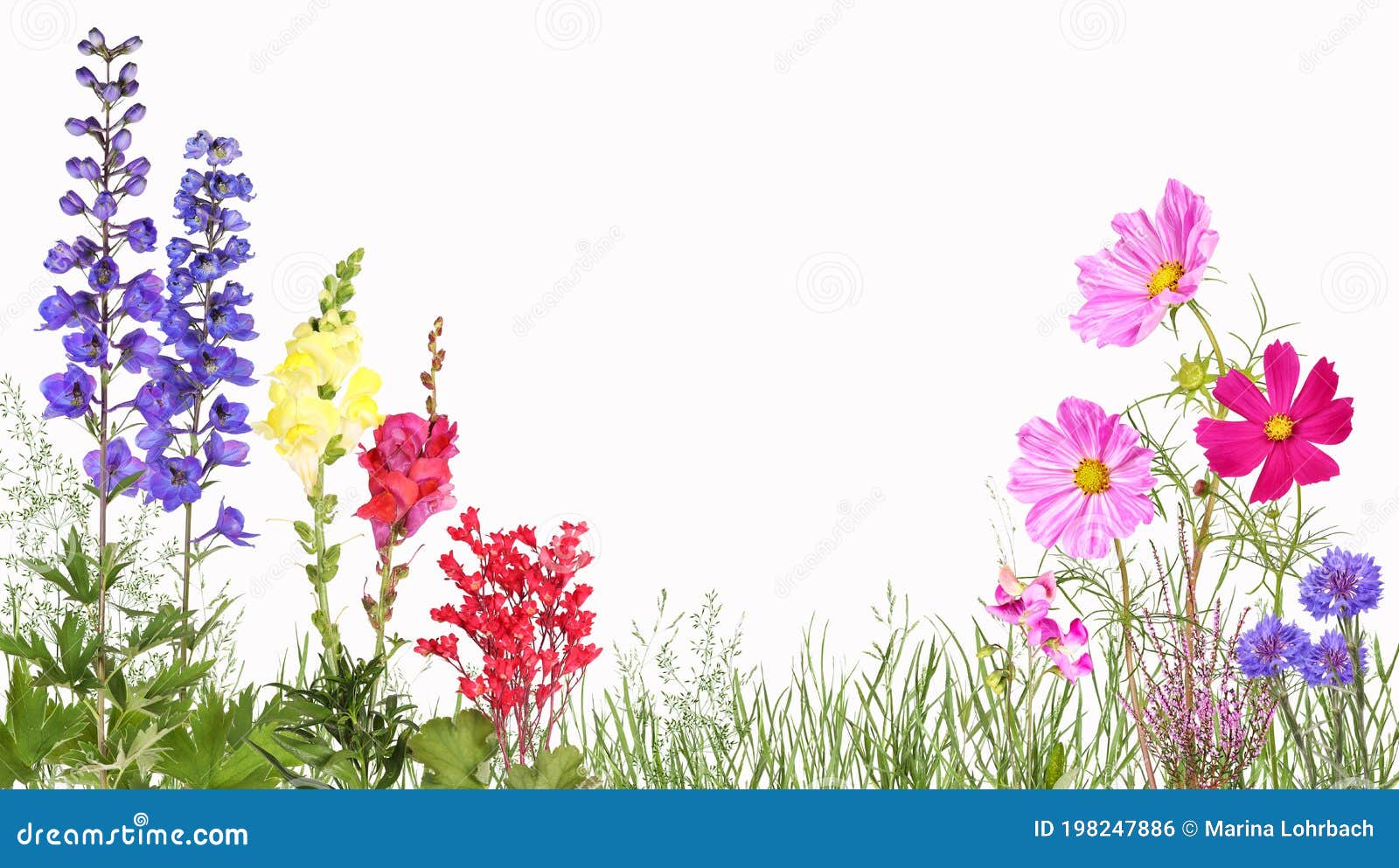meadow with delphinium, snapdragons, cosmos flowers, cornflower and others