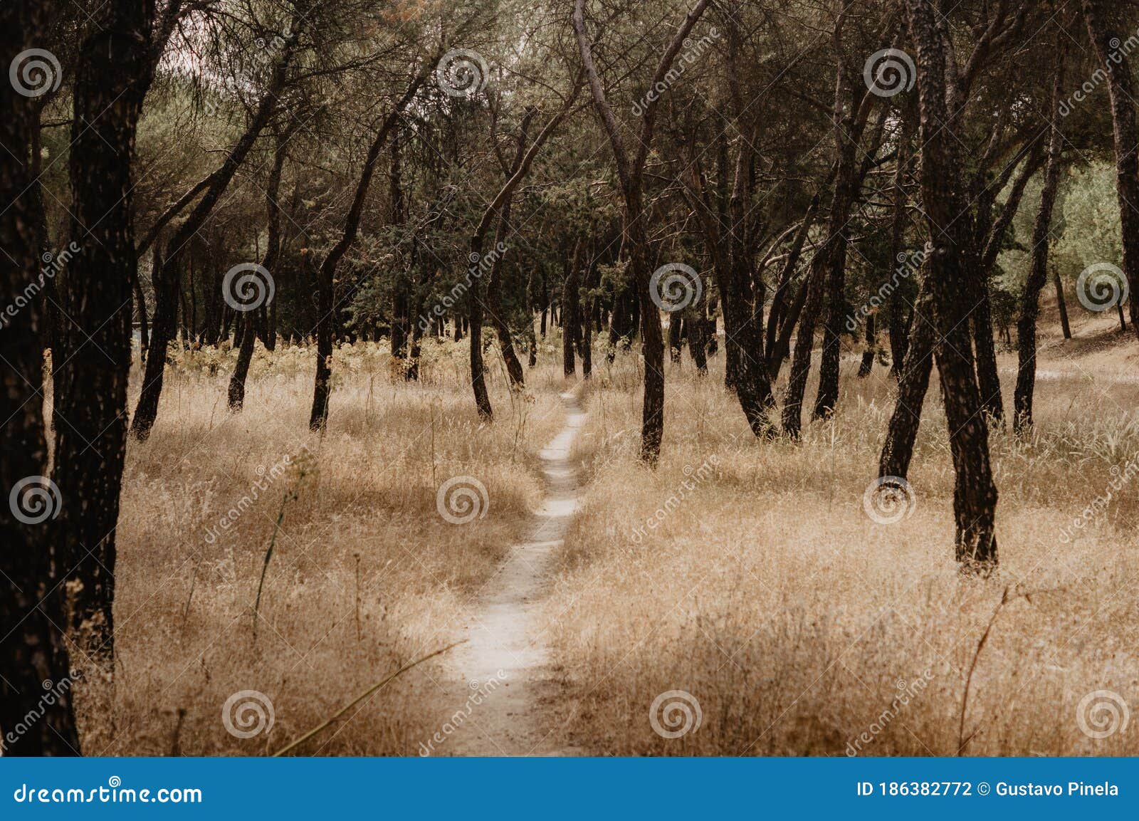 meadow with dry grass, pines, holm oaks, with path