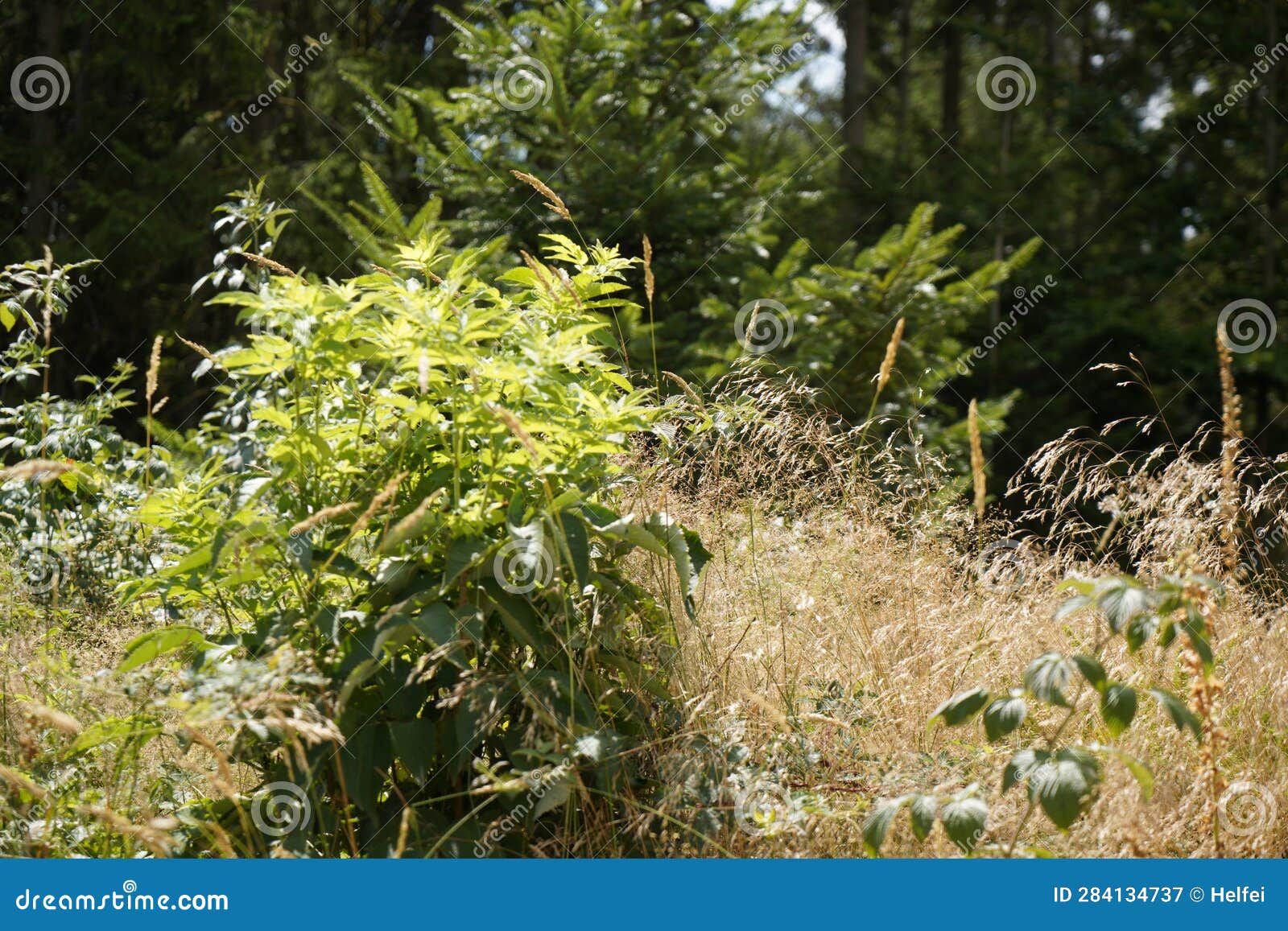 meadow at the edge of the forest vegetattion with lush green grass and flowers