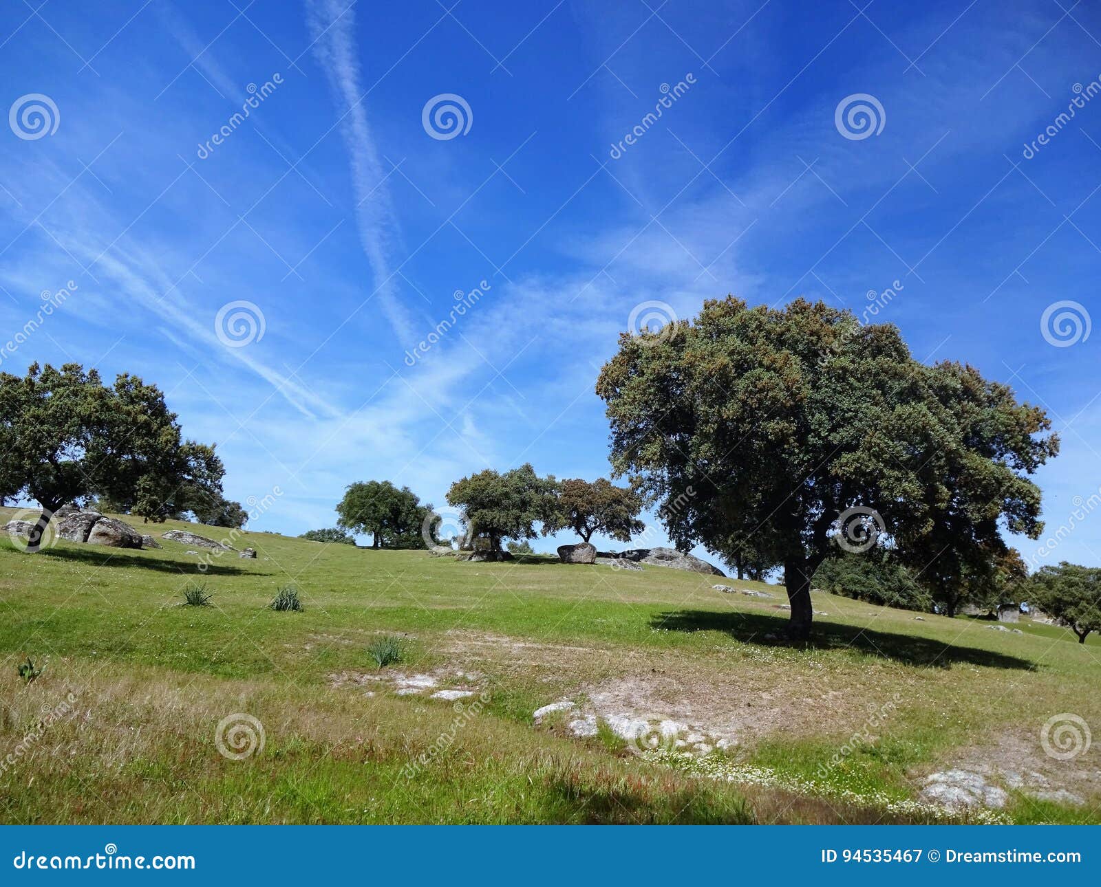 meadow in extremadura
