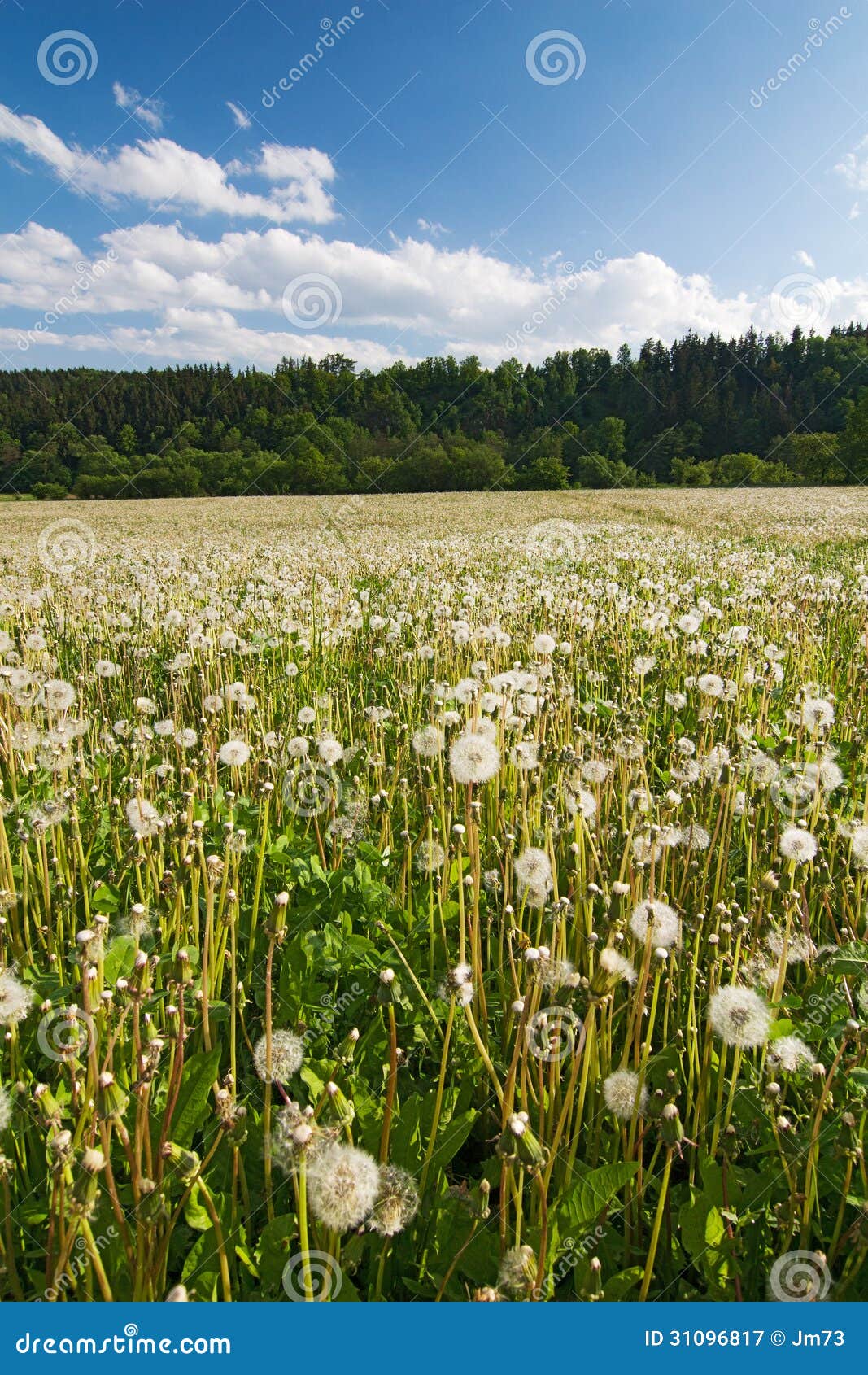 Meadow with faded dandelions, blue sky with clouds and sun - spring/summer countryside