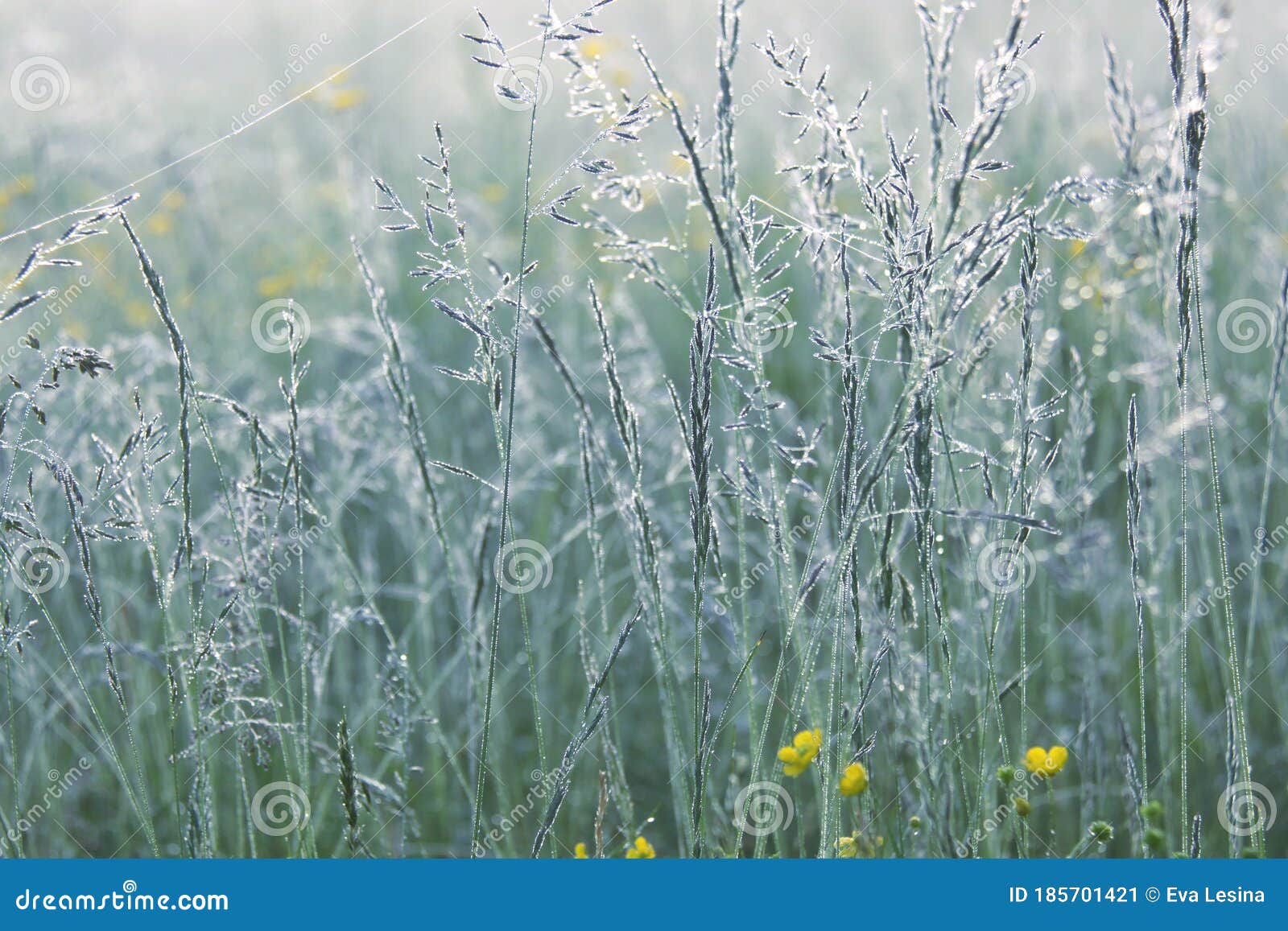 Meadow Fescue And Yellow Flowers With Dew In Summer Stock Image Image