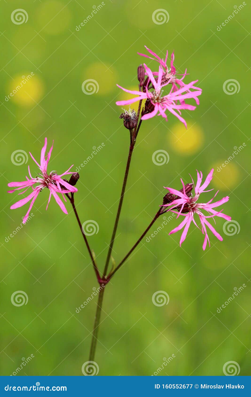 meadow flower ragged robin lychnis flos-cuculi