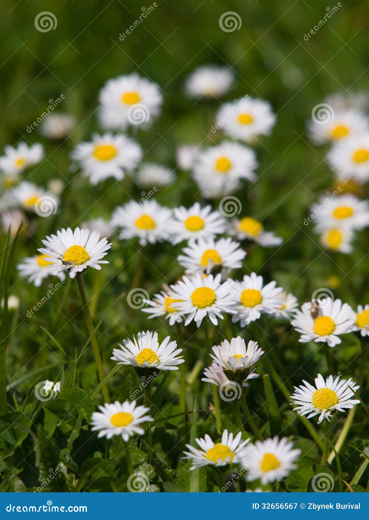 Meadow with Flowering Daisies Stock Image Image of floral, park 32656567