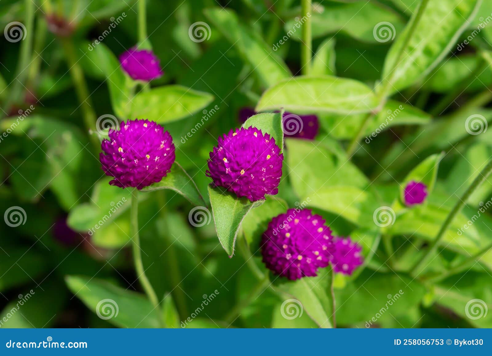 Purple Globe Amaranth Flowers in the Garden, Closeup. Stock Image