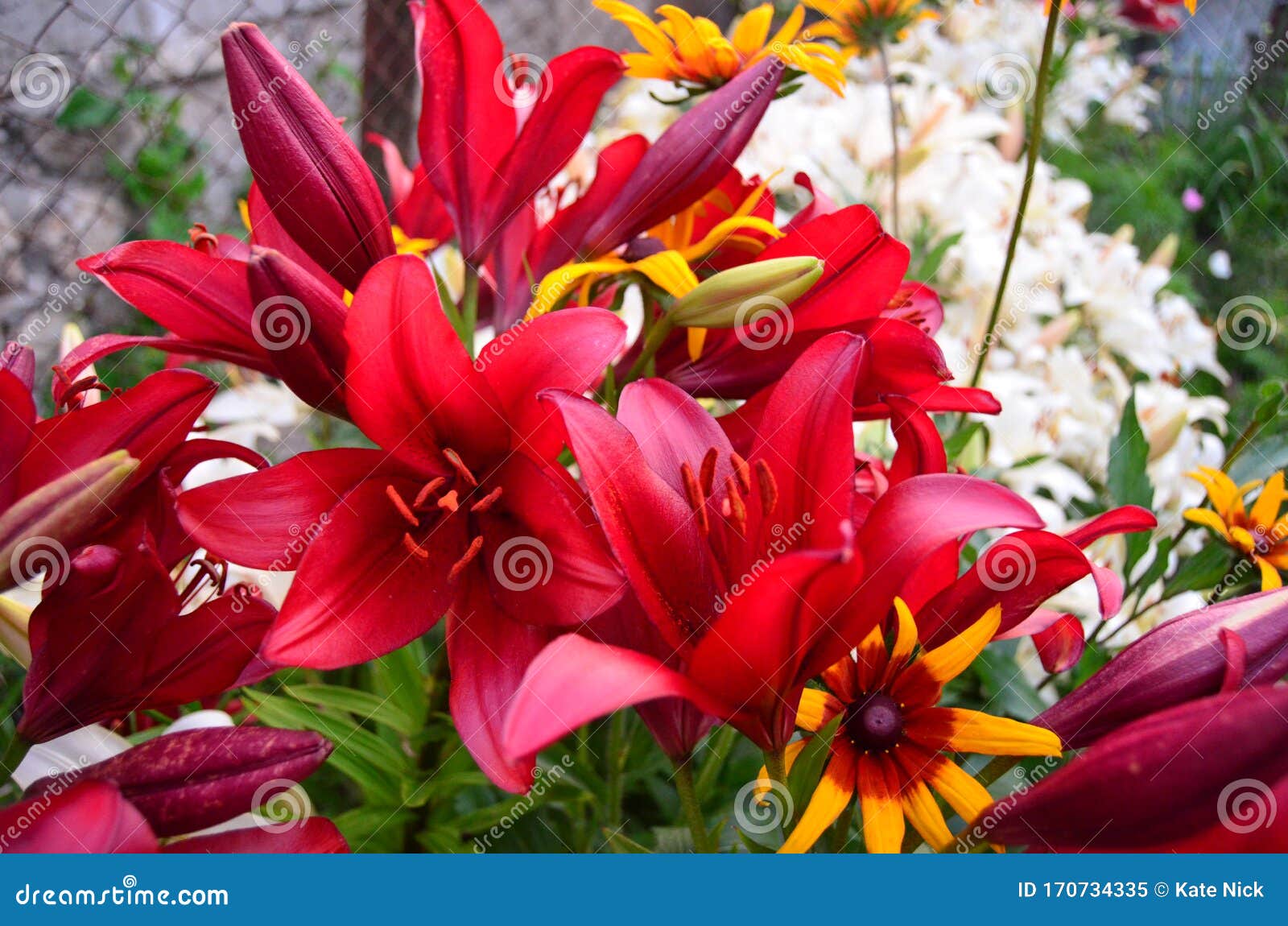 Meadow Flowers in the Midday Sun on a Summer Day Stock Image Image of