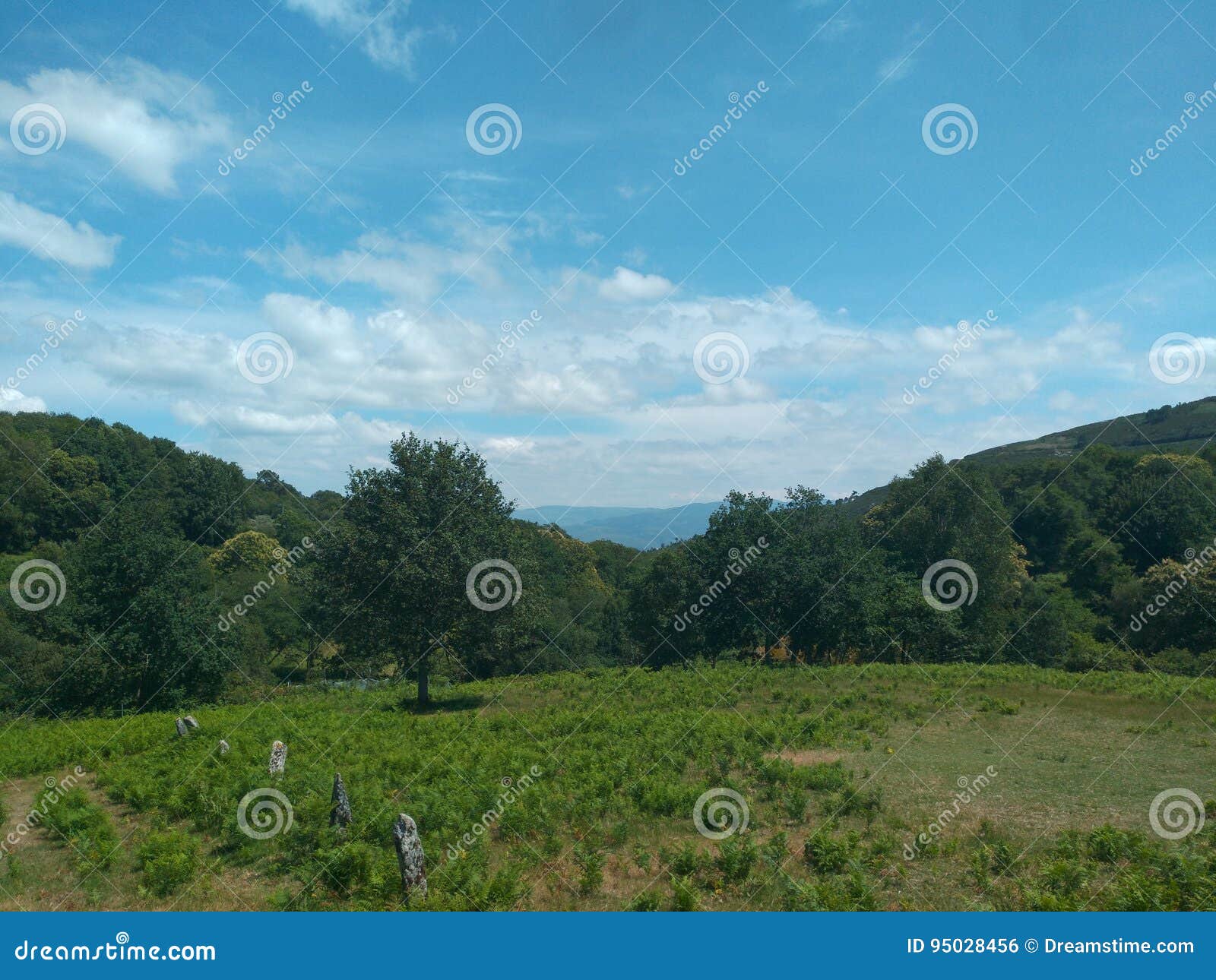 meadow and forest