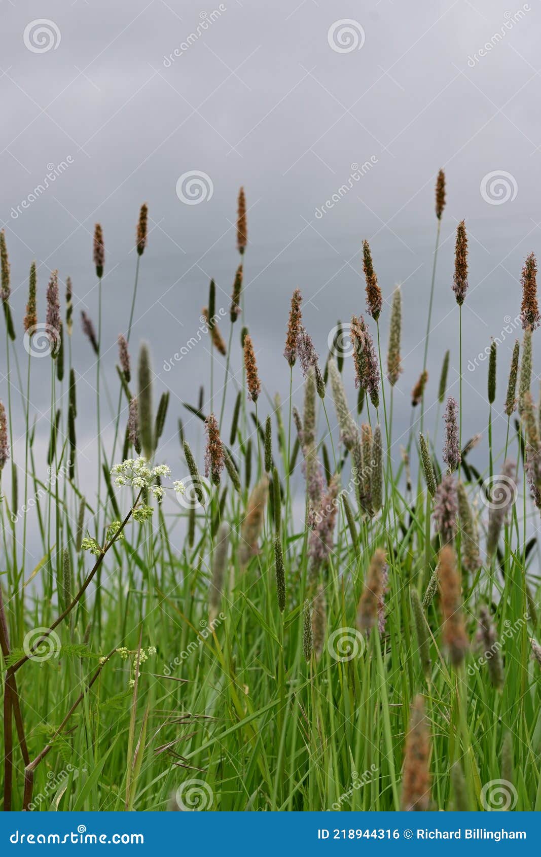 foxtail grass identification