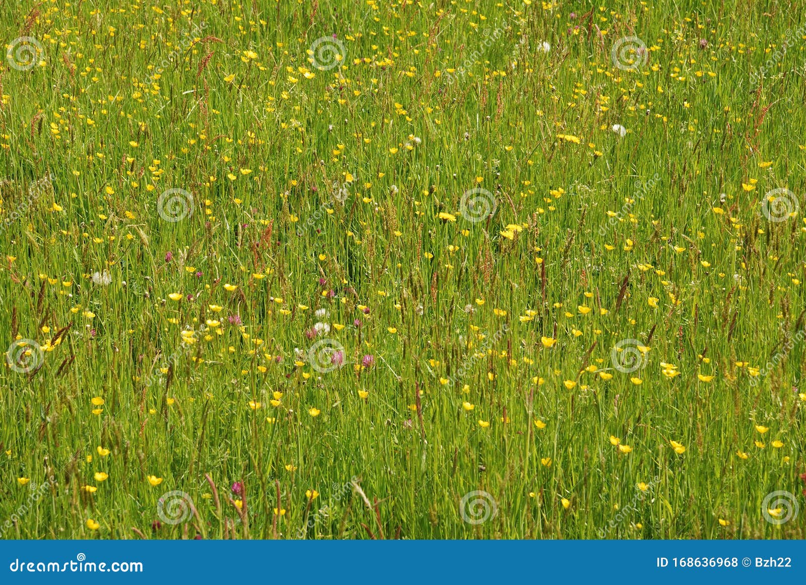 Meadow in France stock photo. Image of country, france 168636968