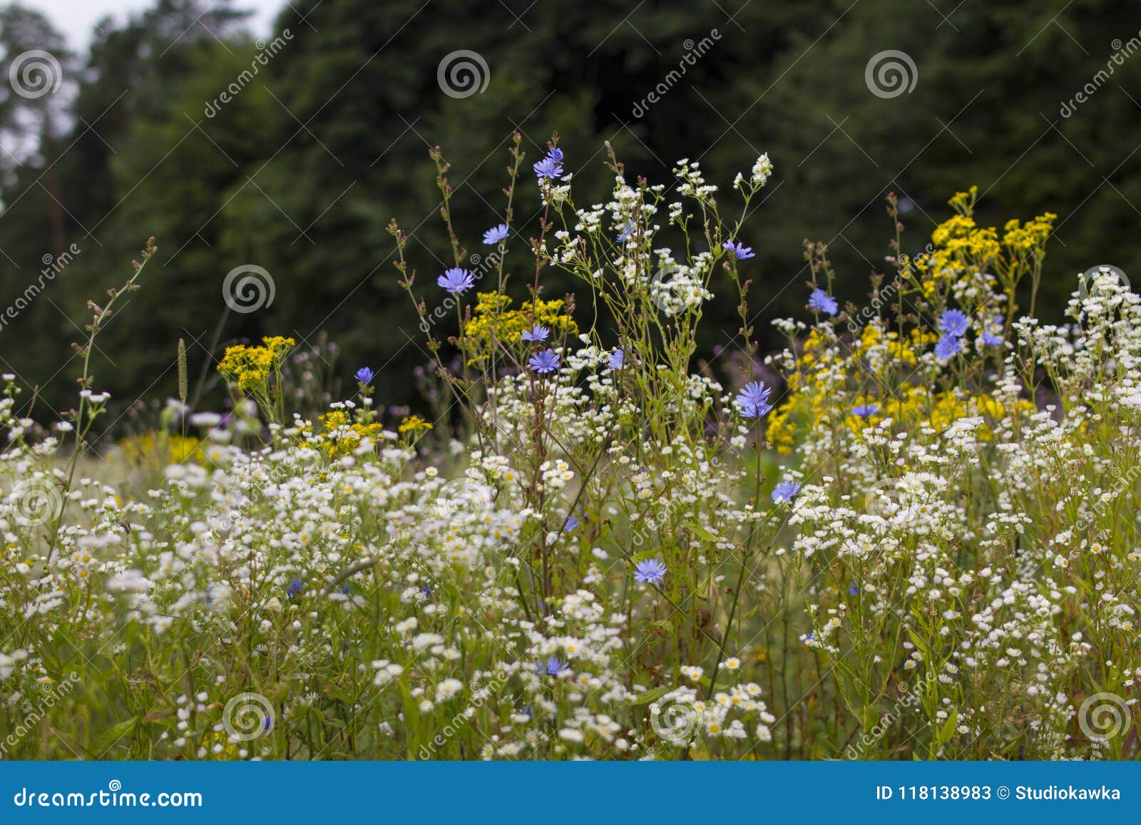 a meadow full of flowers, next to a forest
